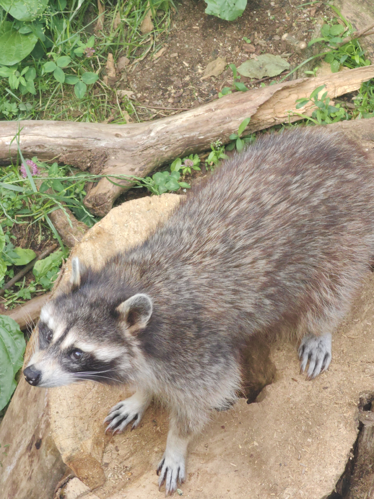 A raccoon is perched on a large, weathered tree stump in an outdoor setting. The raccoon is facing left, with its head slightly lowered, and its characteristic black mask is clearly visible around its eyes. Its fur is a mix of gray, brown, and white, and its paws are extended, showing sharp claws. The tree stump has a rough, textured surface. In the background, there are green plants, grass, and a fallen log. The ground appears to be a mix of soil and wood chips.