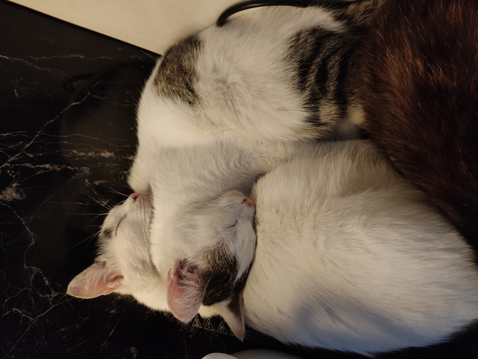Two cats are sleeping curled up together on a dark, marbled surface. The cat in the foreground is predominantly white with some grey tabby markings on its head and back. The cat behind it is mostly white with some grey tabby markings as well, and its head rests on the body of the first cat. A portion of a third cat with brown fur is visible at the bottom right of the image. The background is a dark, reflective surface with a marble pattern. The lighting is dim, suggesting an indoor environment. The image depicts a peaceful scene of domestic animals resting. The location is described as being in the city of Marianivka, Ukraine.