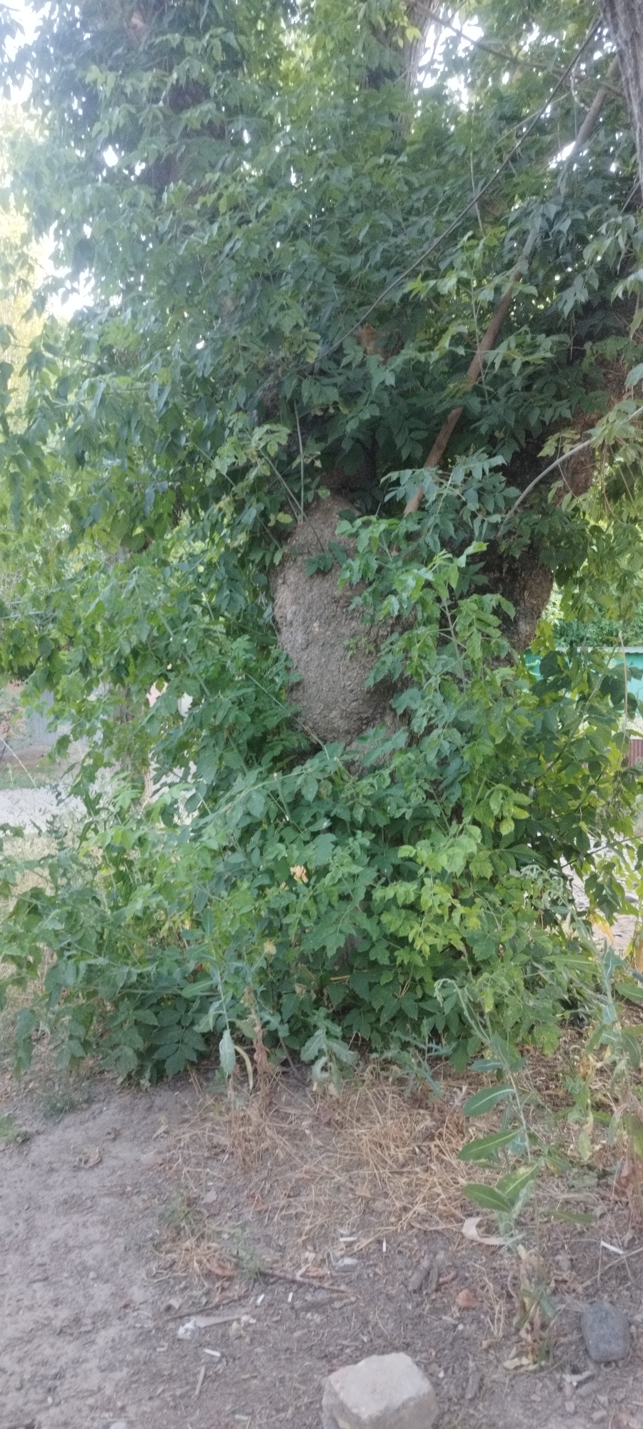 The image shows a large, rough-textured nest attached to the trunk of a tree. The nest is bulbous and appears to be made of a papery material, characteristic of a wasp or hornet nest. It is partially obscured by lush green foliage, with leaves and branches from the tree surrounding and covering parts of the nest. The tree itself has a thick, gnarled trunk, suggesting it is mature. The ground below the tree is covered in dry grass, dirt, and some scattered debris, including what appear to be cigarette butts. In the lower right corner, a small, light-colored brick or stone is visible. The lighting suggests it is daytime, possibly late afternoon or early morning, given the quality of light filtering through the leaves. The scene is naturalistic and appears to be outdoors, possibly in a garden or yard, with a hint of a fence in the background on the left. No people or specific events are depicted, and no text is visible.