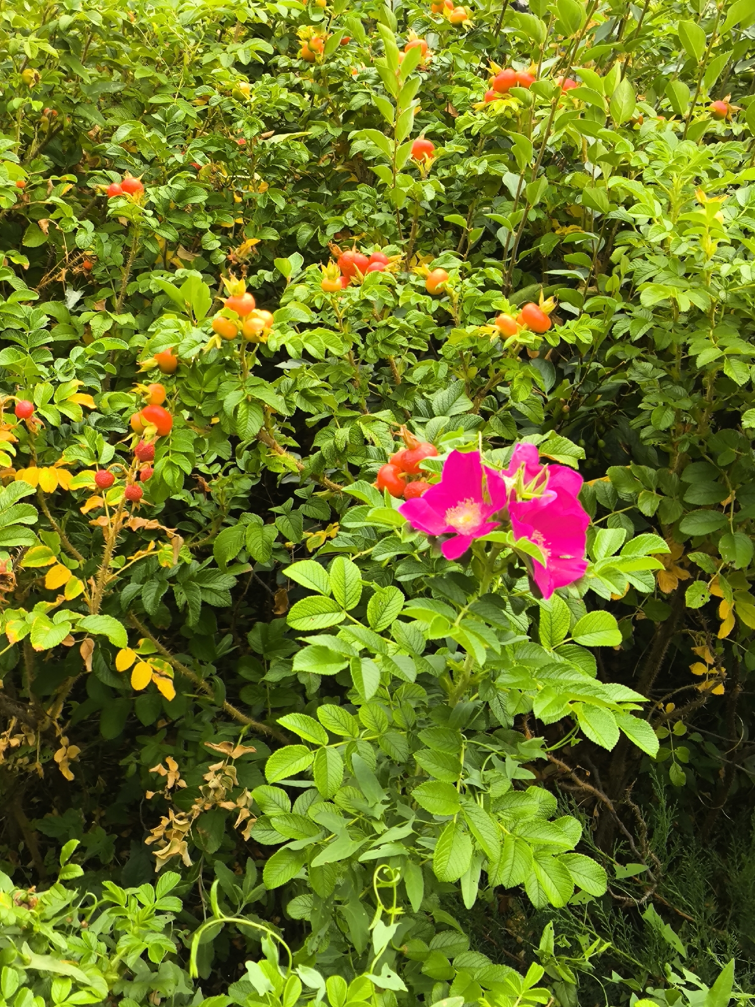 In the city administration of Qarağandı, Kazakhstan, a dense shrubbery of rosehip bushes is captured in a vertical, medium-shot photograph. The foliage is a vibrant green, interspersed with numerous rosehip fruits in various stages of development. The fruits range in color from bright orange and red to a lighter yellow-orange. A cluster of two prominent, bright pink rosehip flowers with yellow centers stands out in the lower center of the frame, their petals slightly unfurled. The background is a textured blur of green leaves and branches, indicating a natural outdoor environment. The lighting suggests an overcast or shaded day, as there are no harsh shadows and the colors are softly rendered. The image is devoid of any human presence or man-made structures.