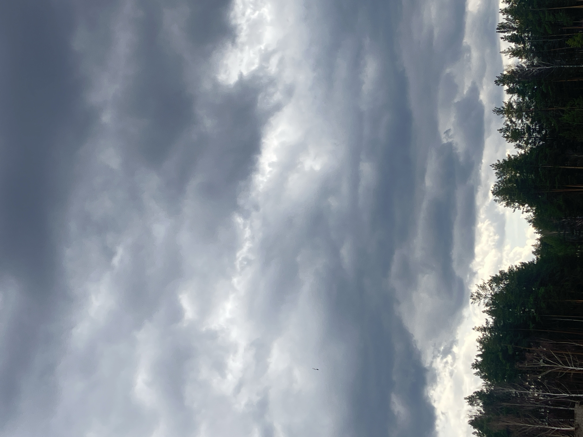 The image displays a vast, dramatic sky dominated by heavy, dark grey clouds, suggesting overcast conditions or impending weather. Streaks and patches of brighter white clouds are interspersed throughout, indicating where sunlight is breaking through or reflecting, creating strong visual contrast. Below the expansive sky, the tops of a dense forest form a dark, undulating line across the bottom portion of the frame. The forest is composed of tall evergreen trees, likely pines, with some lighter-barked deciduous trees, possibly birches, also visible. A very small, dark, elongated object can be seen flying in the middle-left area of the cloudy sky, its exact nature, whether a bird, plane, or drone, is indistinct. The scene depicts a natural, untamed outdoor environment, consistent with a rural or wilderness setting in a northern region like Noviy, Russia. The overall lighting, with its variation in cloud brightness, suggests it is daytime, possibly mid-day or late afternoon. The heavy cloud cover imbues the scene with a solemn and powerful natural atmosphere. No human activity or visible text is present.