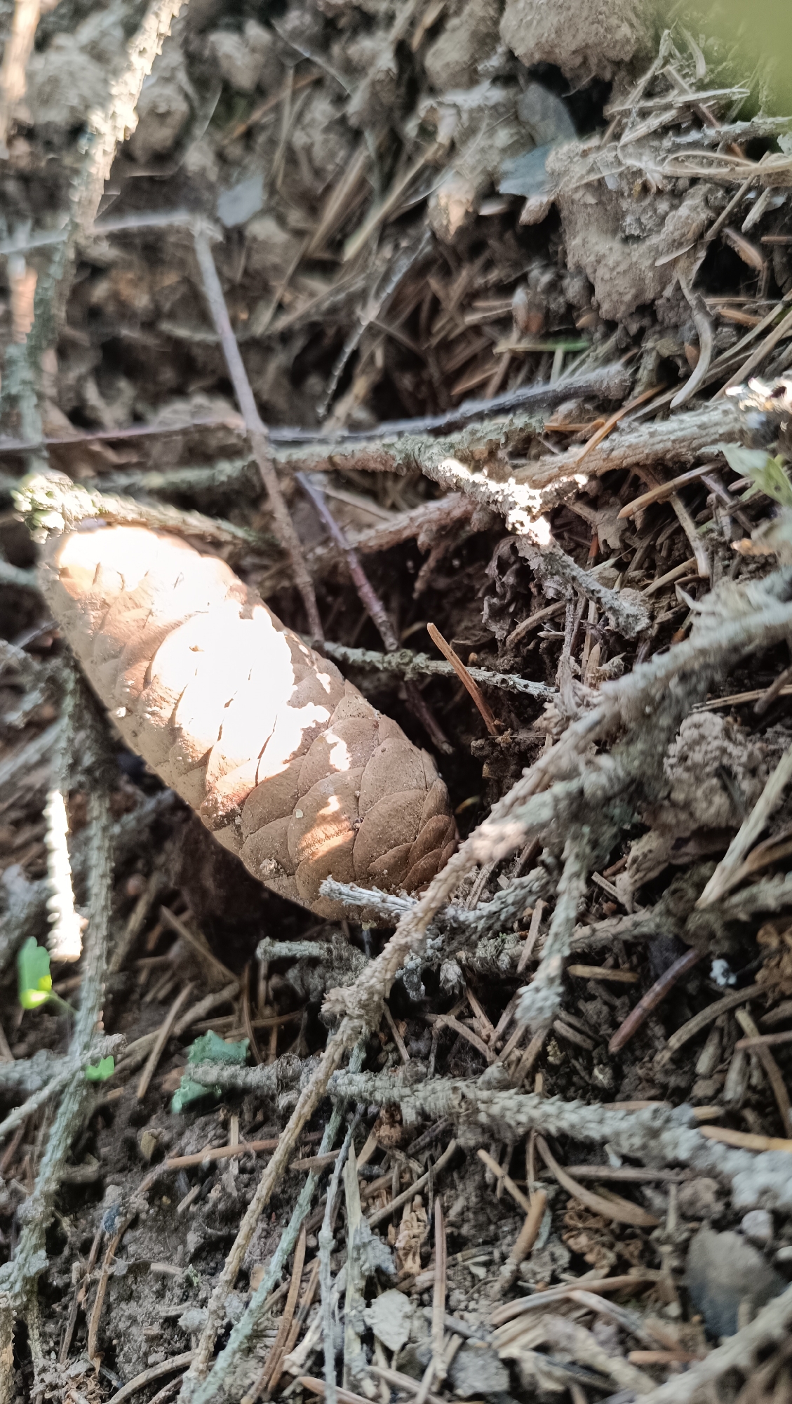 A close-up, high-angle shot depicts a pine cone lying on a forest floor. The pine cone is light brown and oval-shaped, with visible scales. It is surrounded by dry pine needles, twigs, and soil. Sunlight illuminates the pine cone, creating shadows and highlighting its textured surface. The background is a blur of earthy tones and muted greens, suggesting a natural, wooded environment. There is no indication of human presence or urban setting; therefore, the location cannot be determined to be in the city of Karsha, Russia.