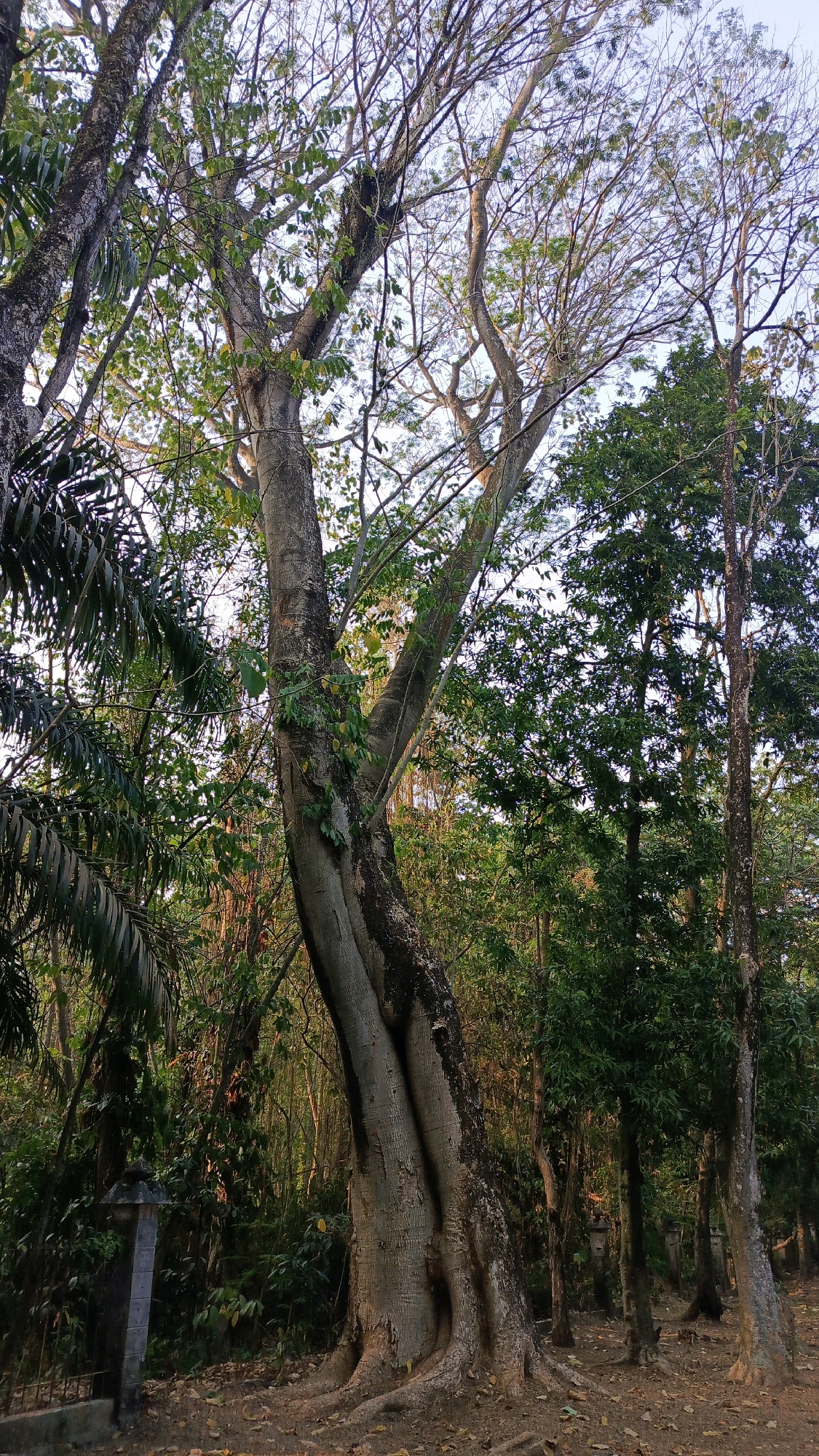 This image captures a serene outdoor scene featuring a large, old tree with a distinct, gnarled trunk as its central subject. The tree is surrounded by a dense arrangement of other trees and vegetation, indicating a natural or park-like environment. Sunlight filters through the leaves, casting dappled shadows and creating a warm, ambient light across the scene. The ground beneath the trees is covered with fallen leaves and soil, suggesting a natural forest floor. In the foreground on the left, a small, gray, stone structure is partially visible, possibly a monument or marker, with a hint of a metal fence nearby. The overall atmosphere is tranquil and verdant, characteristic of a lush, green space within a city. This scene is consistent with the natural landscapes found in areas like Kebayoran Lama in South Jakarta, Indonesia, which boasts numerous green spaces and parks that preserve natural beauty amidst urban development.