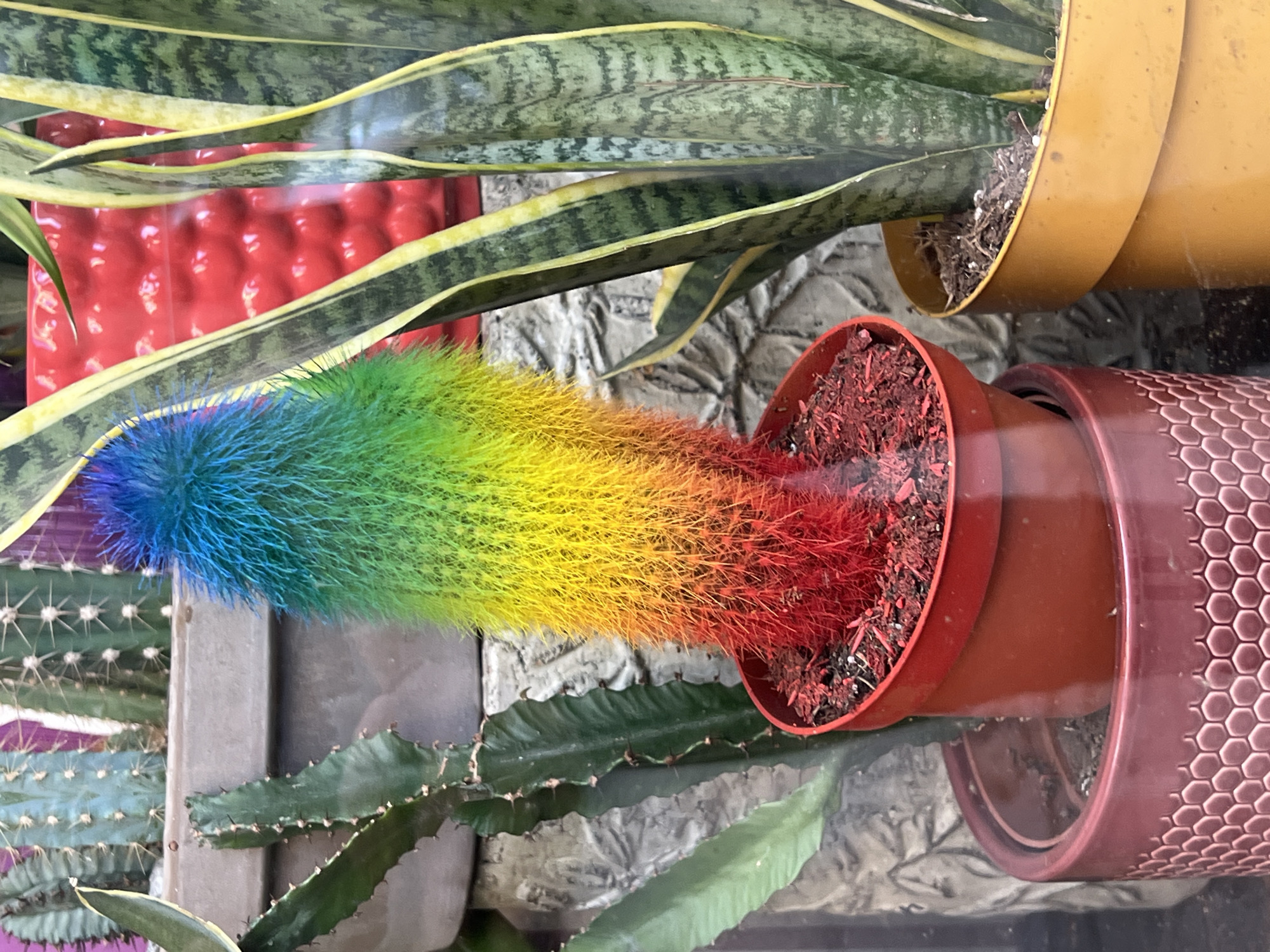 The image depicts a collection of potted plants arranged in a display, likely inside a store or gallery. There are several types of plants visible, including a rainbow colored cactus and a snake plant. The foreground features a bright rainbow colored cactus in a red pot, the cactus is a tall column covered in spiky hairs that transition through blue, green, yellow, orange, and red. Adjacent to the cactus is a larger, brown pot with a hexagonal honeycomb pattern. Above the rainbow cactus, a snake plant sits in a yellow pot. In the background, there are hints of other potted plants. The plants are positioned against a textured, possibly stone or faux-stone, background. The setting appears to be indoors, possibly in a store or exhibition space. There is no direct information about this being specifically Sofia, Bulgaria.