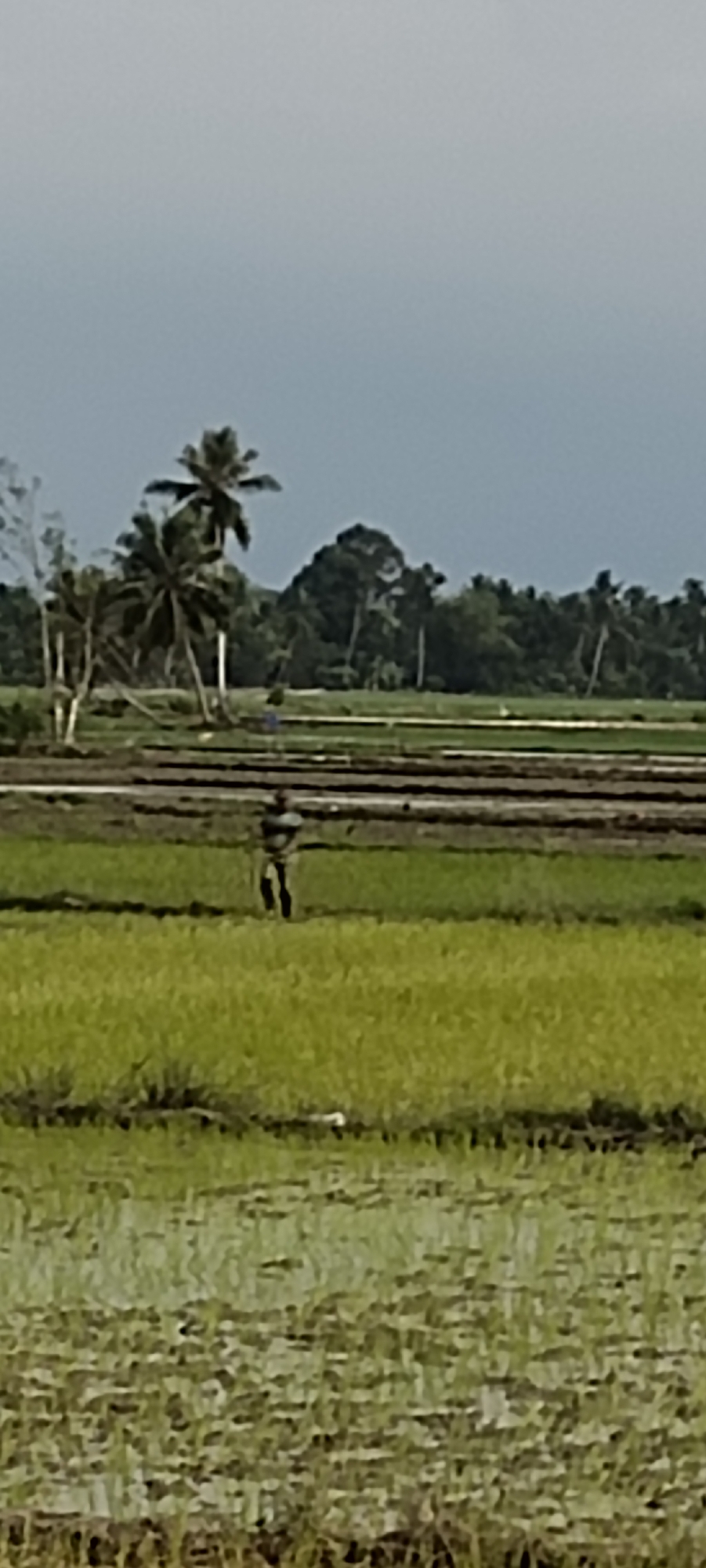 The image depicts a wide shot of a rice paddy field in Peurupok, Indonesia, under a cloudy sky. A lone figure, a person wearing dark clothing, stands in the middle of the field, facing away from the camera. The field is lush with green rice stalks, and there are visible channels of water or mud within the paddy. In the background, a line of trees, including palm trees, forms a dense border along the horizon. The overall scene suggests a rural agricultural setting.