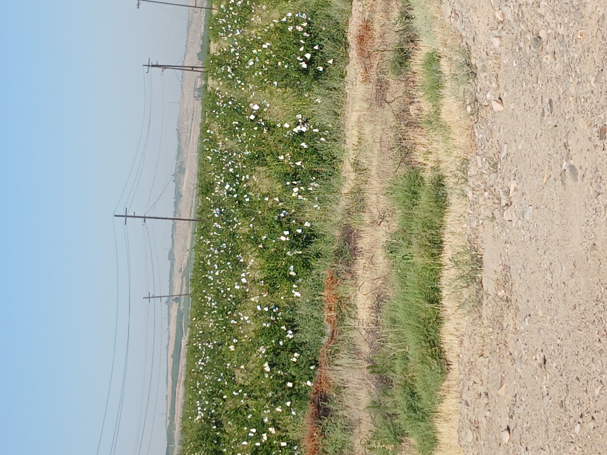 The image depicts an agricultural field in May, Uzbekistan, under a clear blue sky. The field is densely planted with green bushes, many of which are adorned with small white tags or flowers. The terrain appears dry and somewhat arid, with patches of dry grass and soil in the foreground. In the background, rolling hills are visible, and a line of utility poles with wires stretches across the landscape. The scene suggests a rural agricultural setting, possibly a plantation or farm, with evidence of human intervention through the tagging of plants. There are no people visible in the image.
