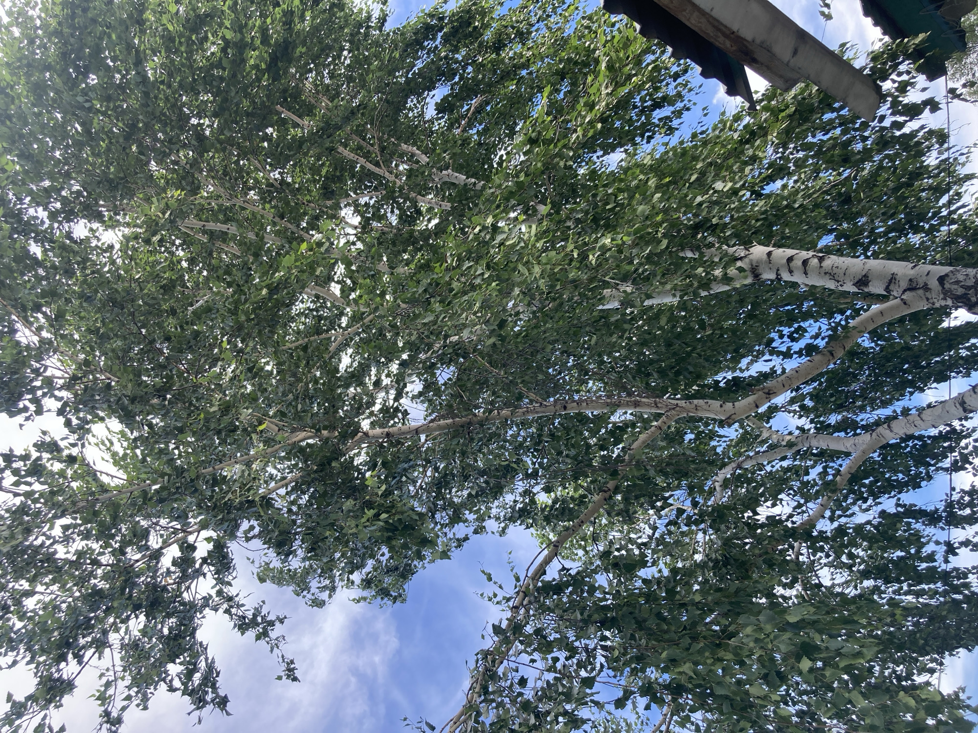 An upward-angle, full-shot photograph captures a tall, mature birch tree with distinctive white bark and a full canopy of green leaves. The tree's branches spread outwards, reaching towards a bright blue sky dotted with wispy white clouds. The lower right corner of the image reveals a portion of a dark-shingled roof and a light-colored wooden structure, likely part of a building adjacent to the tree. The scene is set outdoors, suggesting a natural or semi-rural environment within the village of Rakity, Russia, given the context of the provided location. There are no people or animals visible in the frame, and no specific actions are taking place beyond the natural movement of leaves in the wind, which is not directly depicted but implied by the slight blur of the foliage. The lighting suggests it is daytime, with ample sunlight filtering through the leaves.