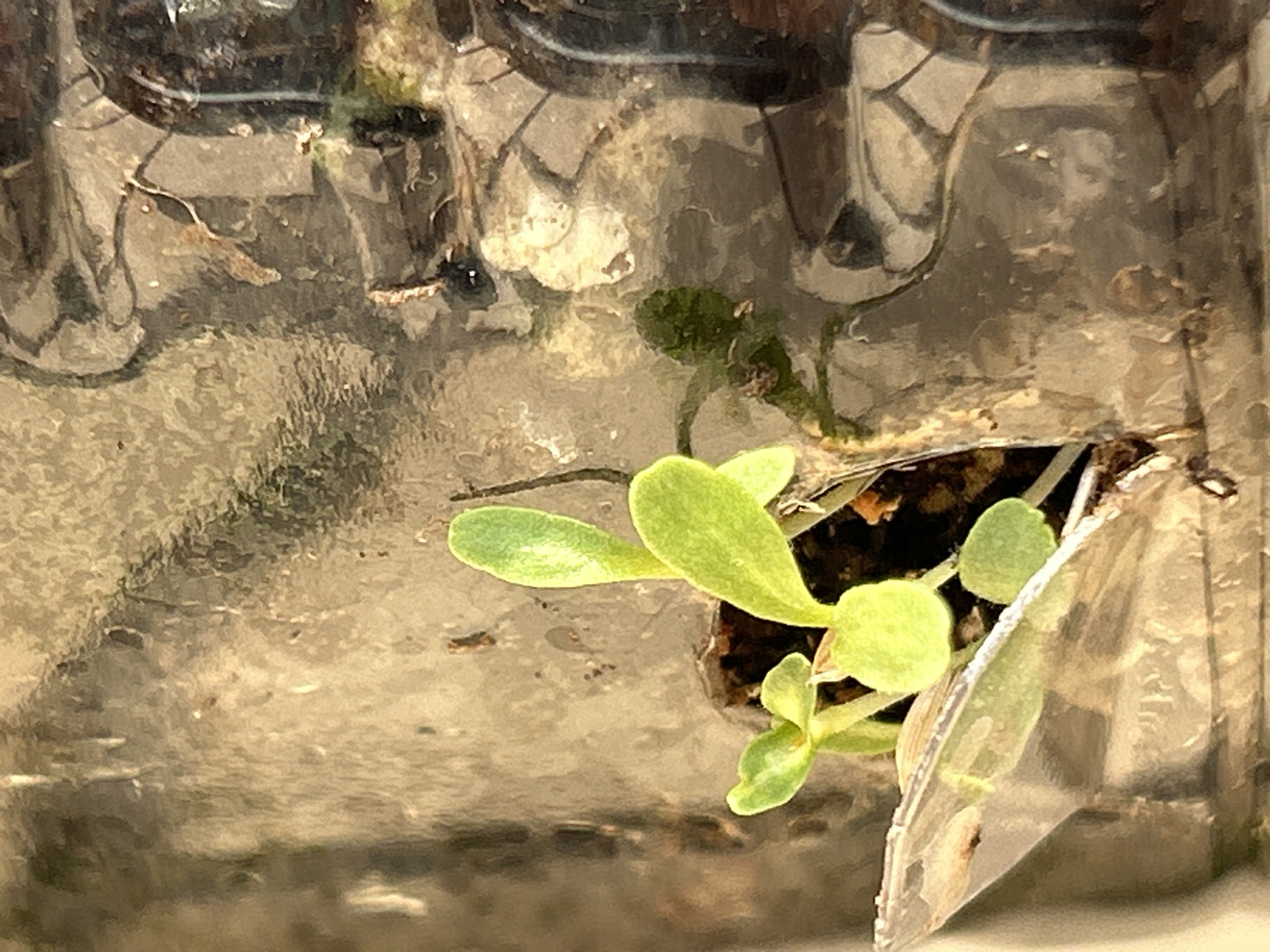 The image is a close-up, low-angle shot of small, green seedlings growing in dark soil, which appears to be contained within a transparent plastic container. The seedlings have delicate stems and small, oval-shaped leaves. The background is out of focus and exhibits a mottled, earthy tone, suggesting a natural or soil-filled environment. The lighting is diffused, casting soft shadows on the plants and the container. The overall impression is one of growth and new life, likely observed in a domestic or horticultural setting. There is no visible indication of Zelenograd, Russia, or any urban elements in the image.