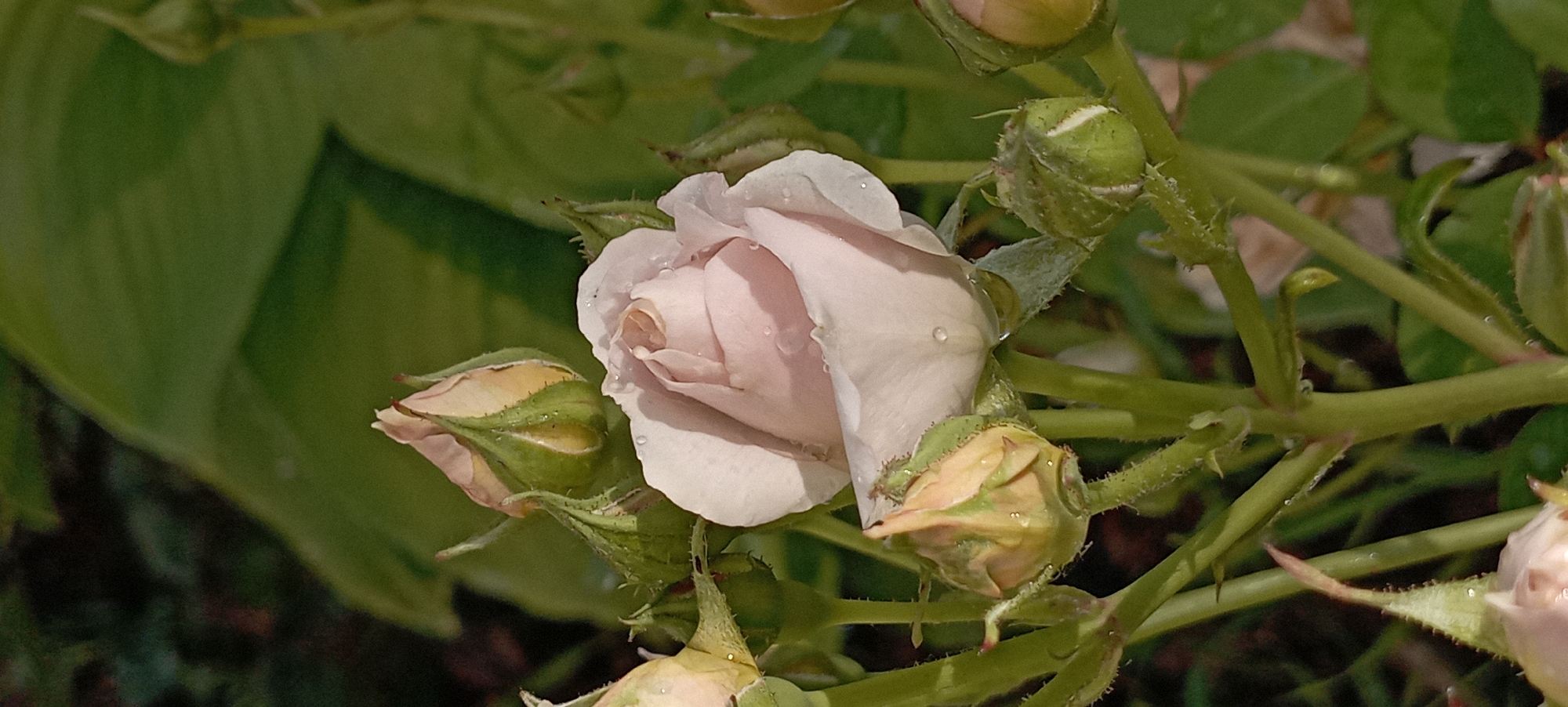 A close-up, vertical, low-angle shot features a partially bloomed pale pink rose. The rose's petals are tinged with light orange and are adorned with tiny water droplets. Several rosebuds, some tightly closed and others slightly open, surround the main bloom. These buds are green with hints of yellow and also show water droplets. The stems are green, thorny, and slightly fuzzy. In the background, out-of-focus green foliage creates a soft bokeh effect. The lighting suggests it is daytime, possibly after a rain shower, with light filtering through the leaves and highlighting the moisture on the petals and buds. There are no people or man-made structures visible, indicating the scene is likely in a garden or natural setting.