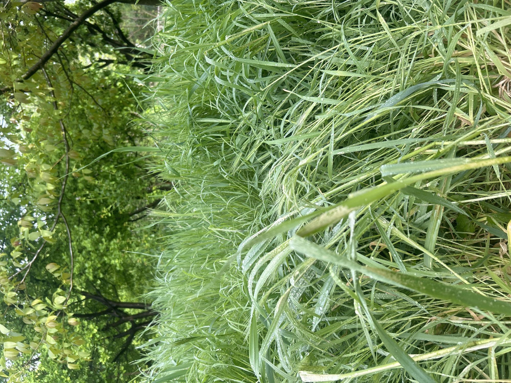 The image shows a field of tall green grass with droplets of water, likely dew, clinging to the blades. In the background, trees with green foliage are visible. The photograph appears to be taken at a low angle, looking upward through the grass towards the trees. There is no indication to ascertain a connection with Pleven, Bulgaria. The scene features no people, subjects, objects or interactions.