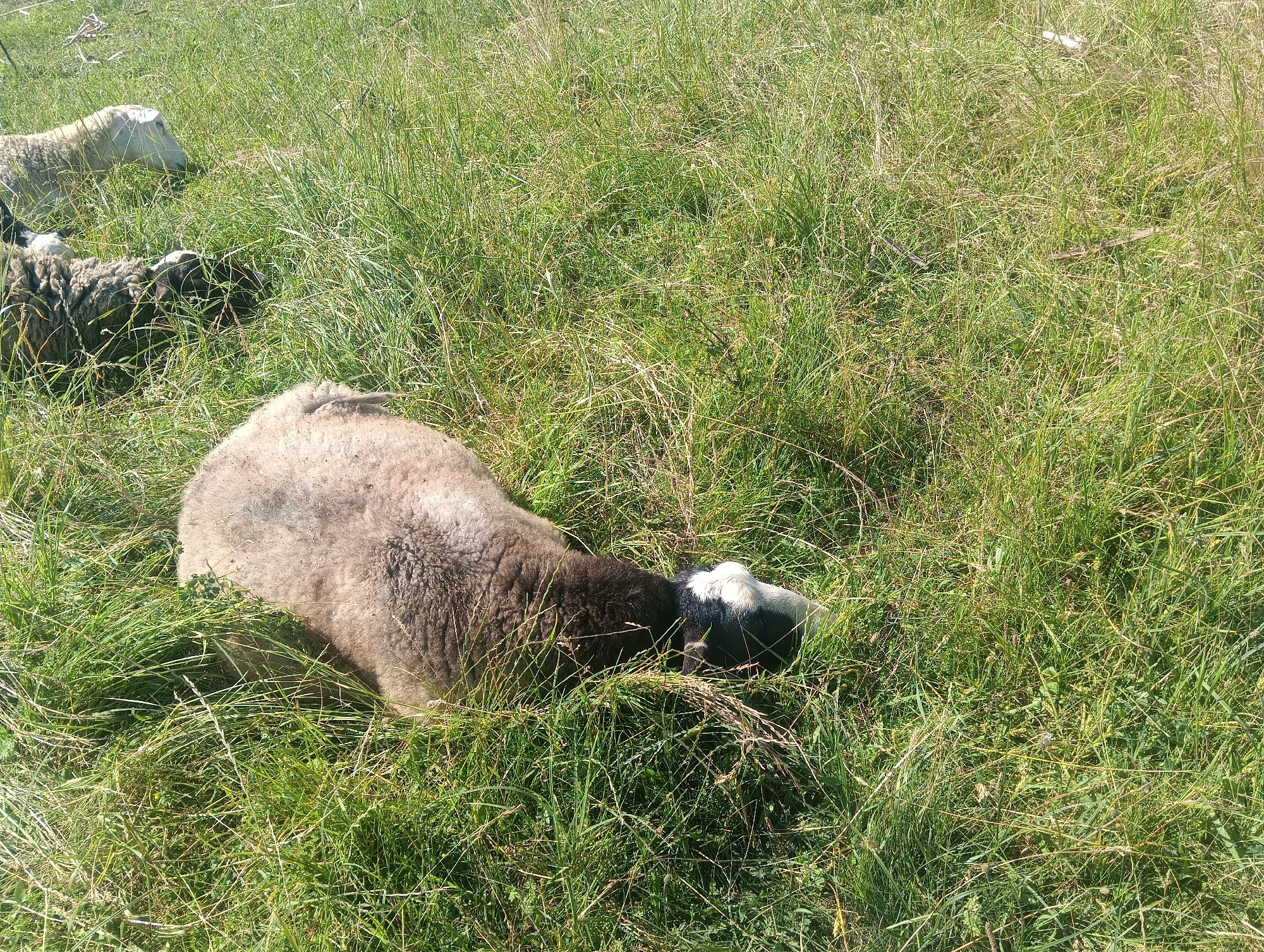 An aerial close-up shot shows a flock of sheep resting in a grassy field. The sheep are lying down on the grass and appear to be grazing. The field is covered in tall green grass, and the sunlight casts shadows on the ground. In the foreground, a sheep with gray and white wool is lying on its side, with its head buried in the grass. In the background, other sheep are visible, some lying down and others standing. The overall scene is peaceful and serene.