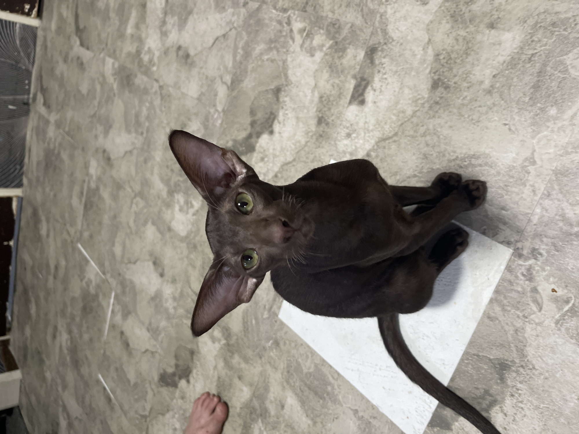 A dark brown oriental shorthair cat with large ears and green eyes sits on a white square of paper on a grey, marble-patterned floor. The cat is facing the camera directly, with its tail curled to its left. In the background, a human foot is visible on the left side of the image. The environment appears to be indoors, possibly a home, given the flooring and the presence of a human. There are no specific details indicating the location in Pokoinoe, Russia.
