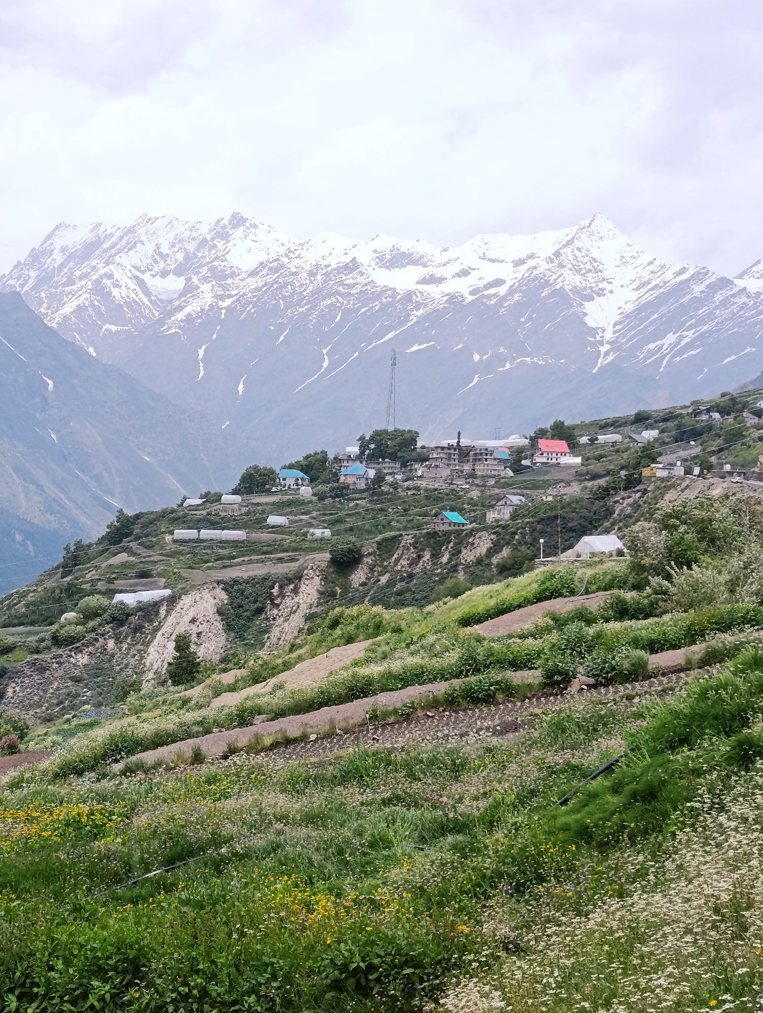 This is a wide-angle, high-angle, eye-level, outdoor, natural light, daytime photograph of a terraced hillside in Jageshwar, India. The background features snow-capped mountains and a cloudy sky. The midground shows a hillside with numerous buildings, some with red roofs, and what appear to be greenhouses. There are also agricultural terraces on the hillside, with rows of crops and vegetation. In the foreground, there is a dense field of wildflowers and green vegetation, with a black irrigation pipe visible. The overall impression is one of a rural, mountainous landscape with evidence of human habitation and agriculture. The image is sharp and clear, with good color saturation.