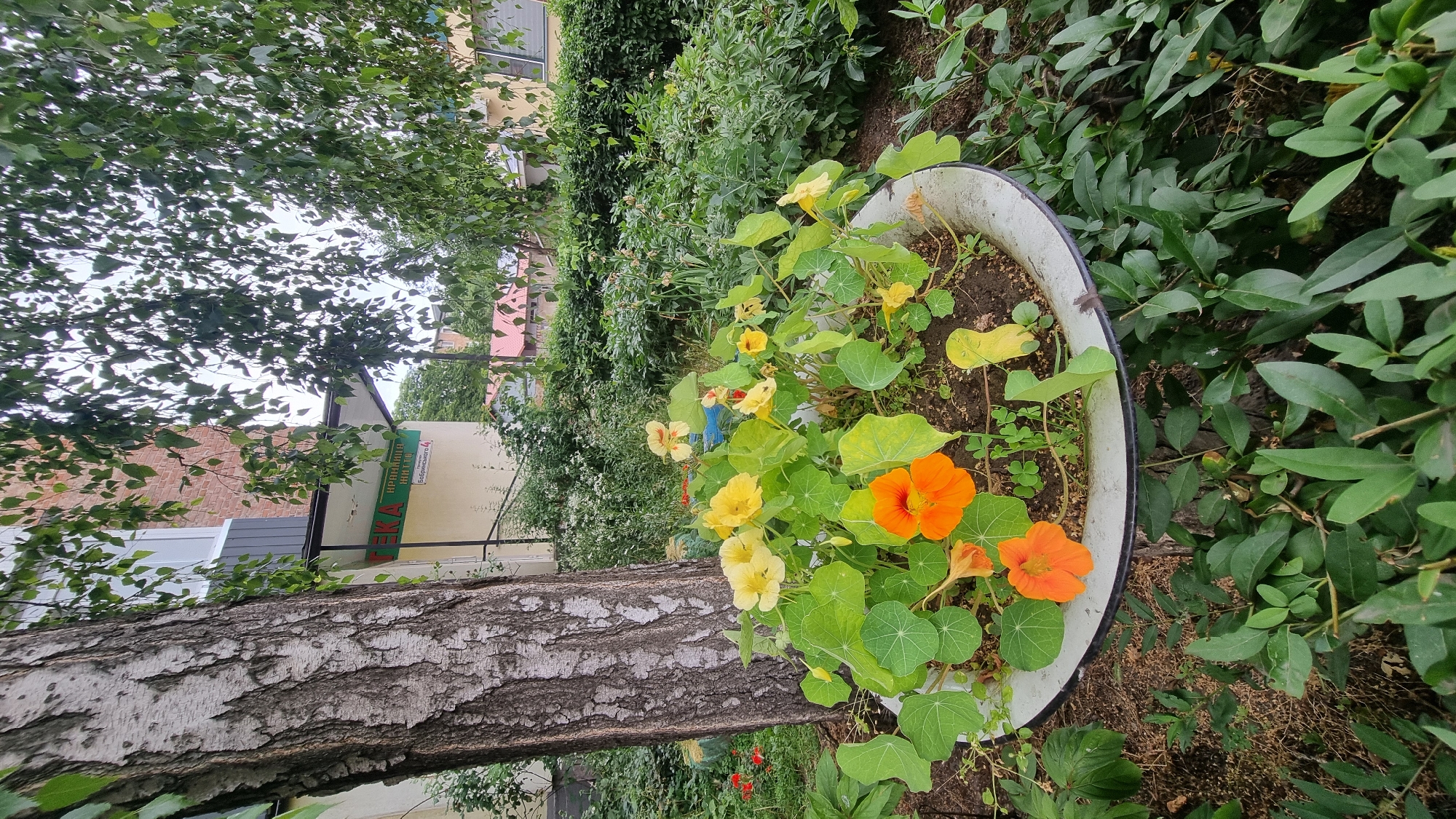 In the city of Smila, Ukraine, a large tree with a textured, grey-white bark stands prominently on the left side of the frame. Adjacent to the tree, a white, round planter contains a cluster of nasturtium flowers. Two vibrant orange nasturtiums are in bloom, along with several yellow and pale orange flowers, all surrounded by large, green, circular leaves. The planter rests on a dark, textured base, partially obscured by lush green foliage. Behind the planter and tree, a neat, dark green hedge forms a backdrop. Beyond the hedge, two buildings are visible. The building on the left is a two-story structure with a beige facade and a brick section on its upper level, featuring a green awning with Cyrillic text that reads "АПТЕКА" (Apteka, meaning pharmacy), and smaller text below it. A white window unit is mounted on the left side of this building. The building on the right is a multi-story structure with a light yellow facade, a white horizontal band, and several windows. Red-tiled roofs of smaller structures are visible peeking above the hedge between the two main buildings. The overall scene is an outdoor garden setting, likely in a residential or commercial area, with elements of urban greenery and architecture.