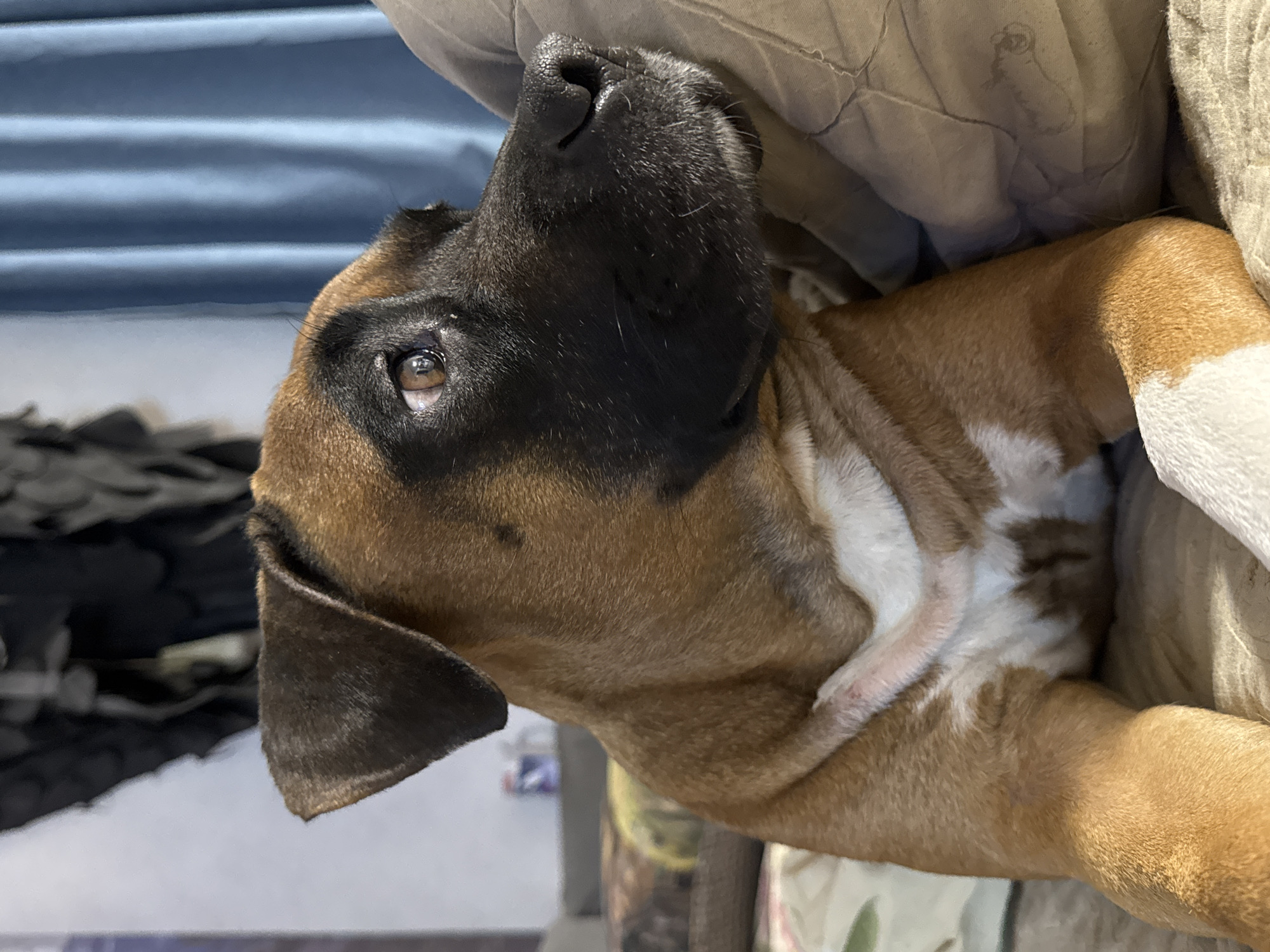 The image shows a close-up of a brown and black Boxer puppy resting. The puppy is lying on its side, with its head tilted upwards. A portion of a pillow or blanket is visible behind the puppy. The location is not discernible from the image and cannot be identified as Chaikovsky, Russia.