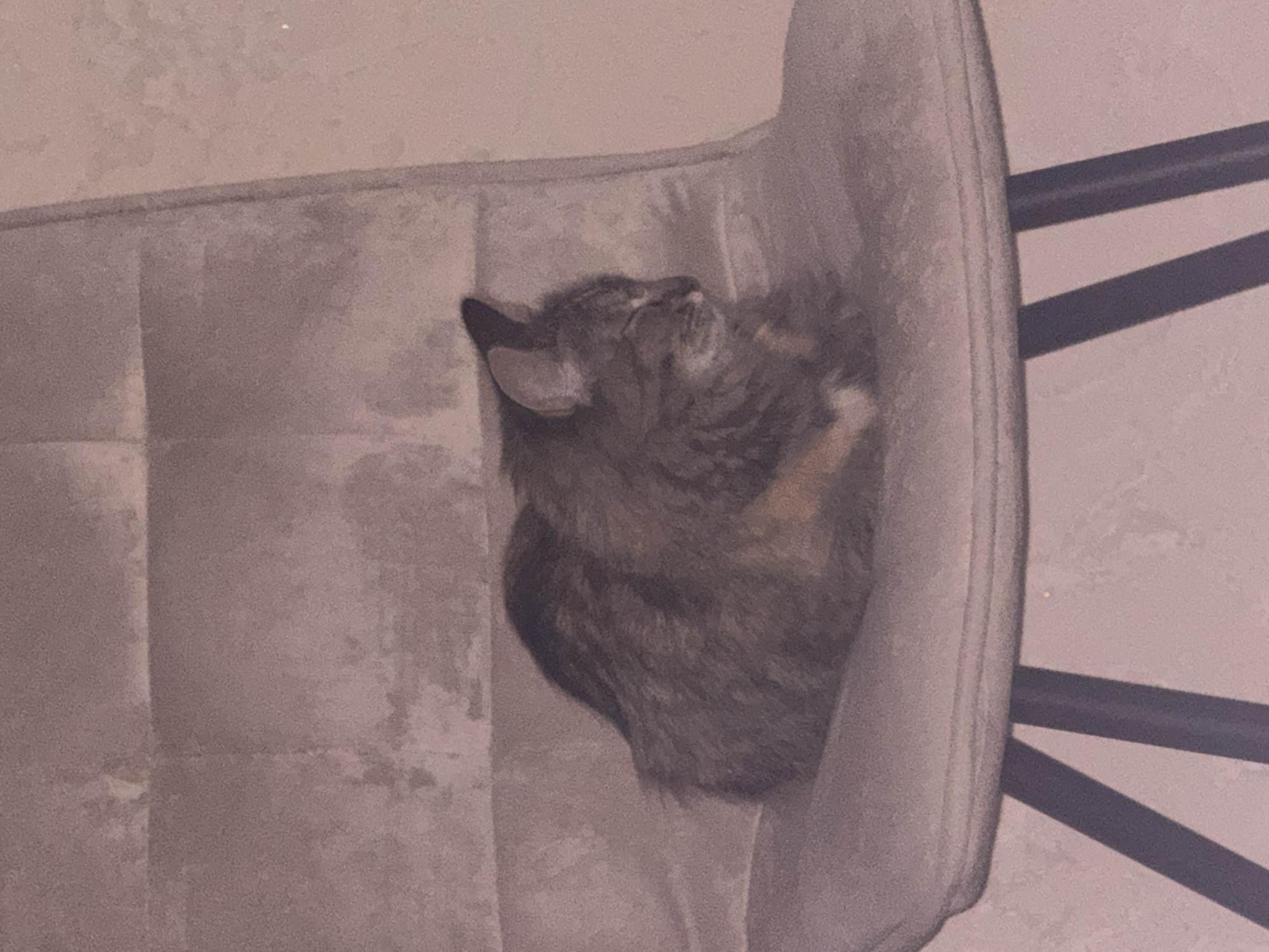 The image shows a medium-haired cat with tabby markings, curled up and sleeping on a light brown upholstered chair. The cat's eyes are closed, and its head is tucked in. The background is a light brown, textured wall. The chair has dark legs, and part of the wall behind the chair shows a subtle pattern. The lighting is soft and appears to be indoor lighting. There is no indication of the city of Saratov, Russia, or any specific geographical location within the image.