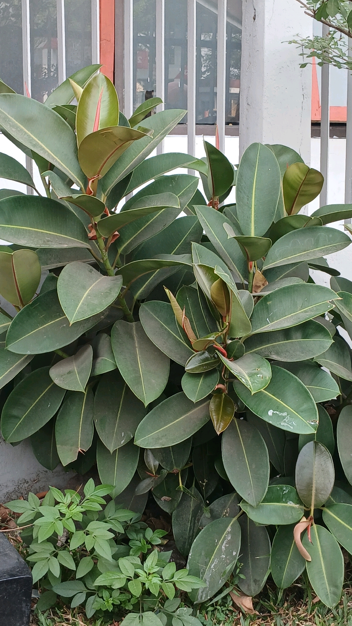 This is a medium-shot, eye-level vertical photograph of a Ficus elastica plant, commonly known as a rubber plant, positioned outdoors in what appears to be a residential or commercial area in Bandung City, Indonesia. The plant is lush and green, with large, oval-shaped, leathery leaves. The leaves exhibit a dark green hue, with lighter green veins running through them. Some of the newer leaves at the top of the plant are a lighter green, tinged with reddish-brown at the edges and tips. The plant's stems are reddish-brown, supporting the dense foliage.
In the background, there is a white wall and a window with vertical bars, suggesting the presence of a building. The bars are a light grey color, and through them, reflections of the environment and indistinct figures can be seen. To the left and right of the plant, there are hints of other vegetation and possibly some debris on the ground. The ground itself is a mix of soil and grass. The lighting suggests it is daytime, with diffuse light illuminating the scene. The overall impression is one of a well-maintained plant in an urban setting.
