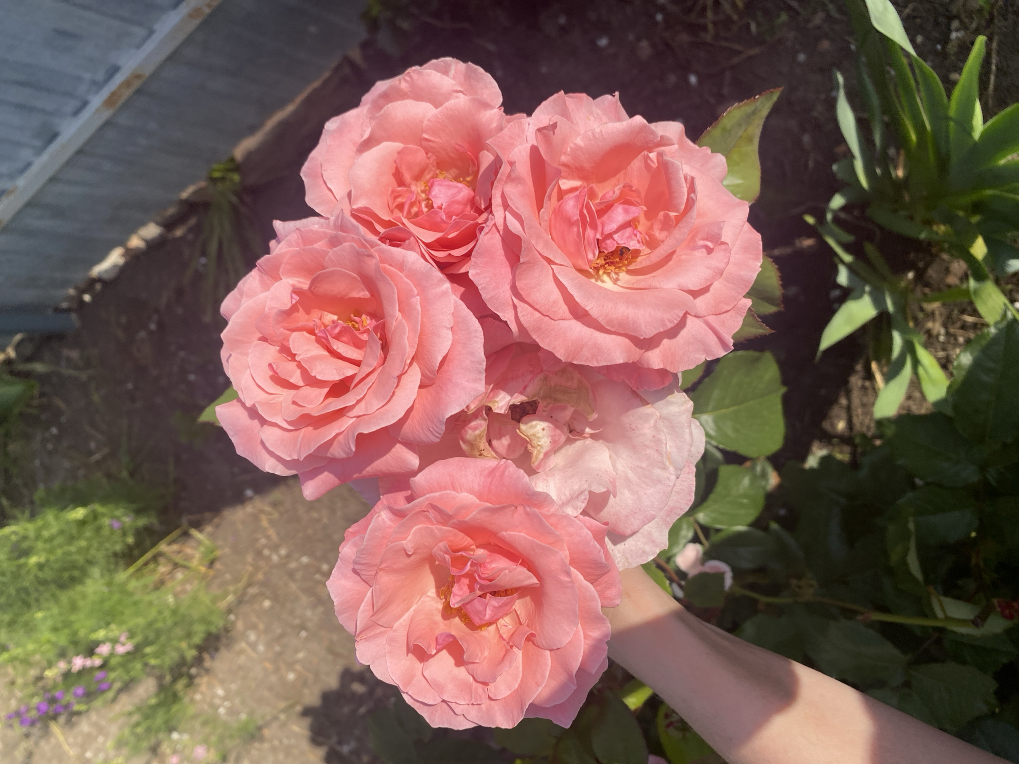 A person's arm, with visible skin tone, is holding a bouquet of five vibrant pink roses. The roses are large and fully bloomed, with delicate, layered petals. The bouquet is presented in an outdoor setting, with lush green foliage and dark soil visible in the background. A wooden fence is also present in the distance. The lighting suggests it is a sunny day, casting shadows and highlighting the textures of the flowers. The scene appears to be located in a garden or natural area, possibly within Kisliakovskaya, Russia, given the surrounding vegetation and fencing.