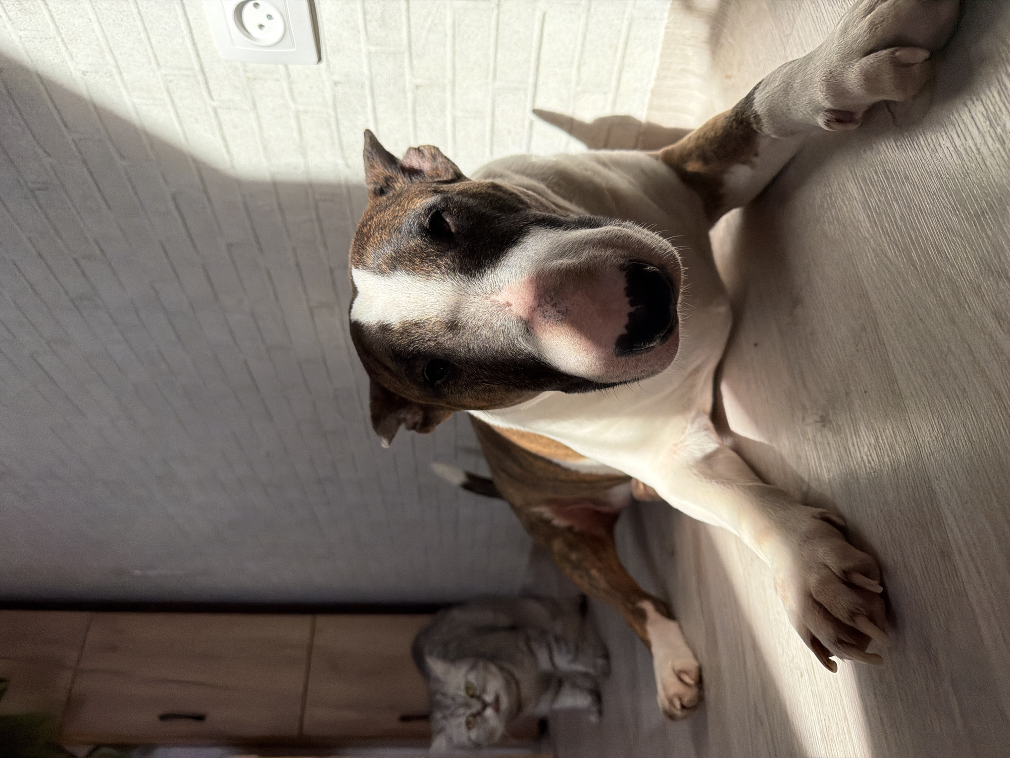 A high-angle, close-up photograph shows a brown and white Staffordshire Bull Terrier breed dog lying on a light-colored wood-grain patterned floor. The dog has a wide snout, dark eyes, and one ear that is erect. The dog is facing the camera with its front paws extended. Behind the dog, near a wooden baseboard, there is a gray Scottish Straight cat also lying on the floor. The wall behind the dog has a patterned, brick-like texture with a white electrical outlet mounted on it. Based on the presence of the electrical outlet used in Russia, it could be inside a residential building in Chaikovsky, Russia.