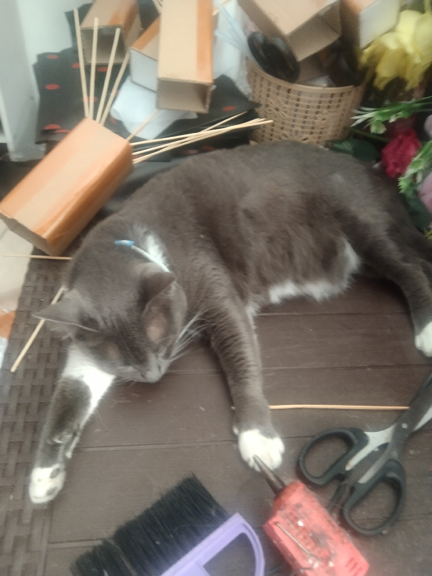 A gray and white cat is sleeping on a brown, textured surface. The cat is lying on its side with its head resting downwards, and its paws are extended. A blue collar is visible around the cat's neck. In the background, there are several cardboard boxes, some of which are open. Sticks are protruding from one of the boxes. A woven basket, artificial flowers, a brush, a glue gun, and scissors are also present. The overall environment appears to be cluttered, suggesting a storage area or a workshop. The location is the city of Pantaimakmur, Indonesia.
