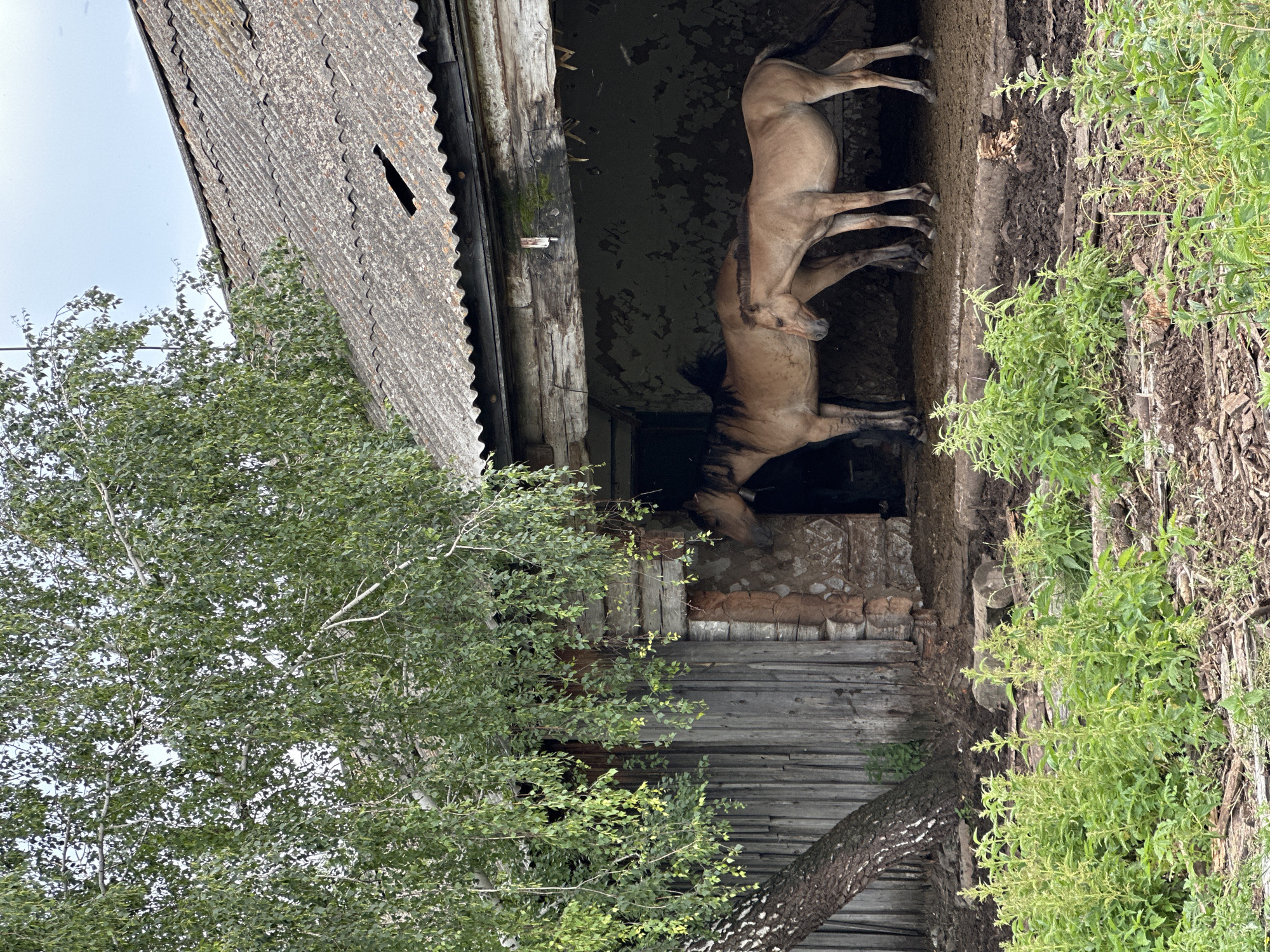 Two horses, one adult and one foal, stand inside a rustic, open-sided barn with a corrugated roof. The barn is constructed from weathered wood and stone. A large tree with green foliage arches over the left side of the structure, its trunk leaning towards the barn. The ground in front of the barn is covered with dry earth and scattered debris, while lush green plants grow in the foreground. The sky is overcast. The location is listed as Unknown, Unknown.