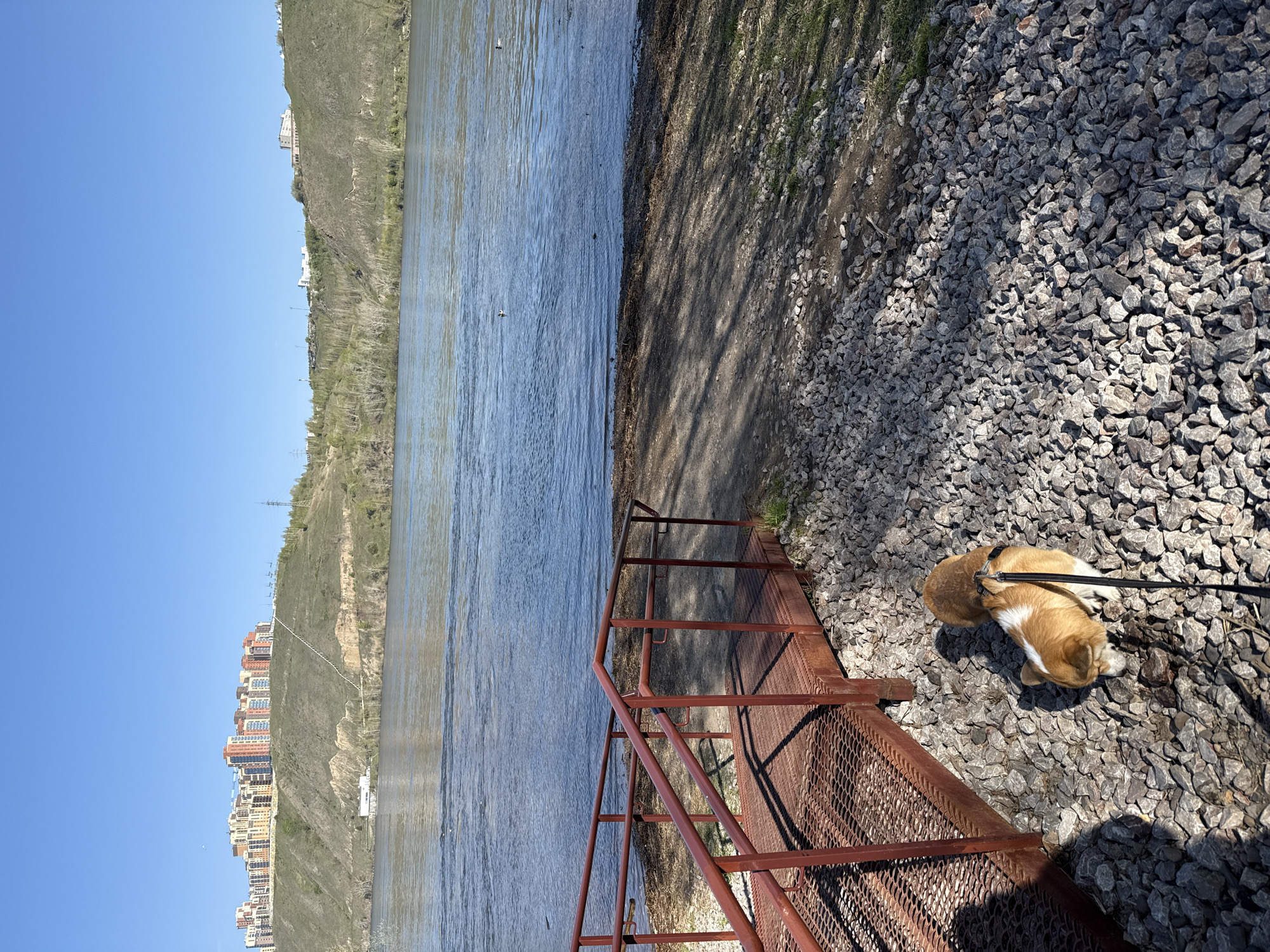 The image captures an outdoor scene alongside the Yenisey River in Krasnoyarsk, Russia. A small dog, a corgi, lies on a bed of grey gravel, attached to a black leash held outside the frame. The dog is positioned next to a rusty metal structure resembling stairs leading down to the water. The river is visible to the left of the stairs, with the opposite bank displaying a hillside and buildings. The sky is clear and blue. The scene is brightly lit, suggesting a sunny day.