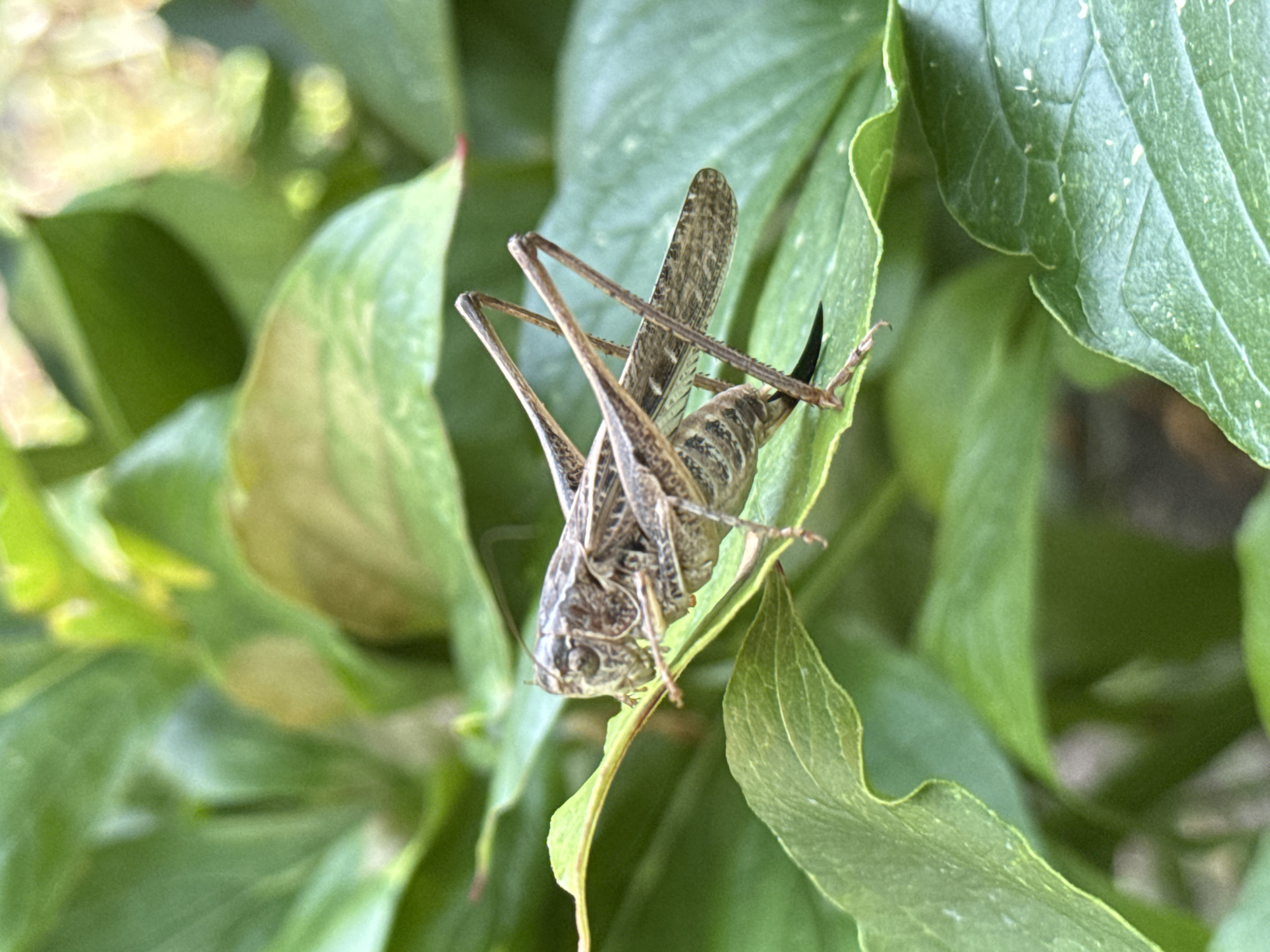 A close-up, eye-level shot shows a brown grasshopper perched on a vibrant green leaf. The grasshopper is positioned to the left of the frame, its body angled towards the viewer. Its long, slender legs are visible, with the hind legs extended. The insect's wings are folded along its back, revealing intricate patterns. The leaf it rests on is broad and textured, with a slightly serrated edge. The background consists of other lush green leaves, some blurred, creating a shallow depth of field that emphasizes the grasshopper and its immediate surroundings. The lighting is natural, suggesting an outdoor setting during the day. The scene appears to be in a garden or natural area.