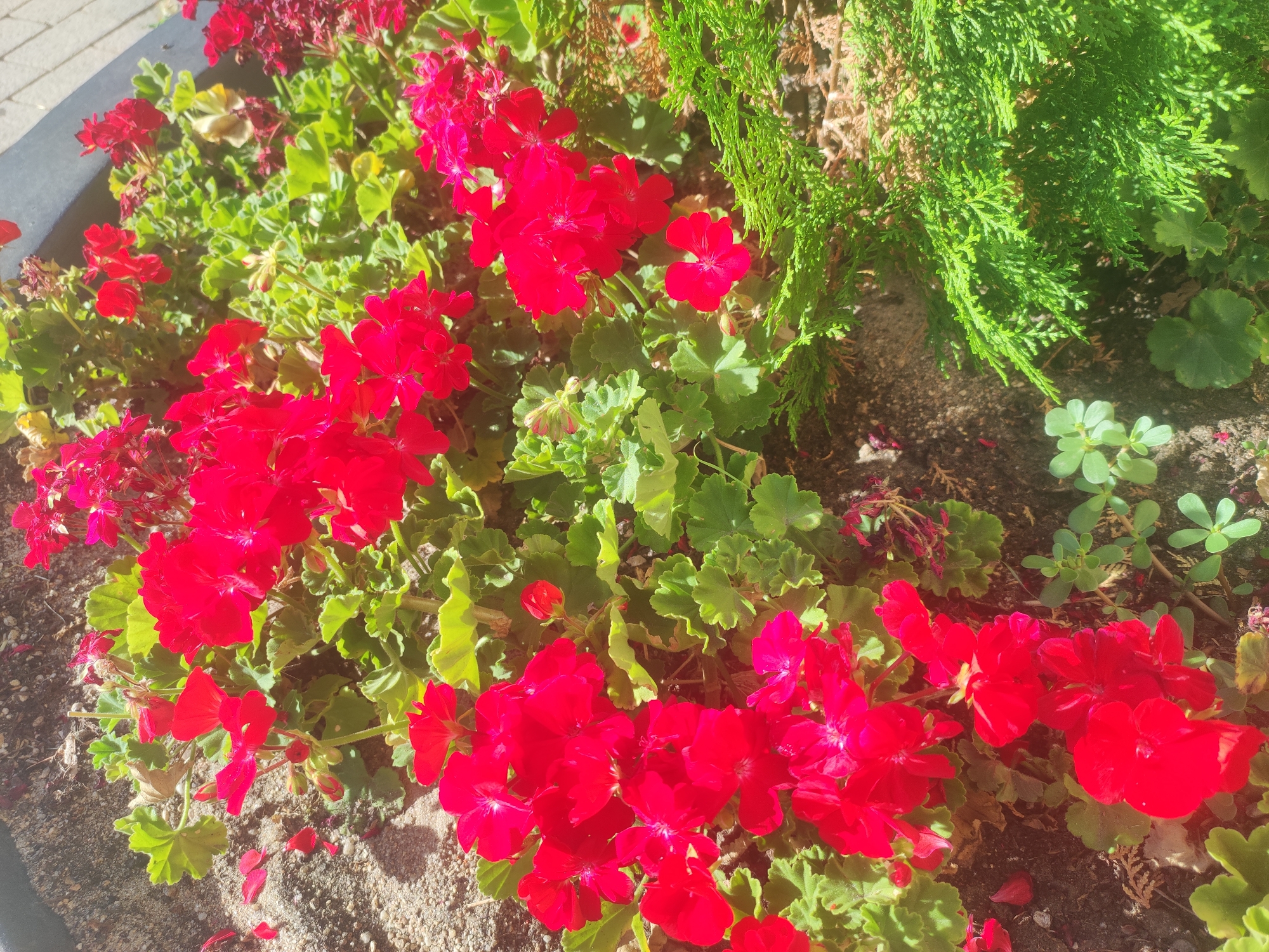 A close-up, sunlit shot shows a cluster of vibrant red geraniums in a planter. The flowers are densely packed, with some petals scattered on the sandy soil below. To the right, a sprig of evergreen foliage with finely textured needles casts a shadow. The background is a mix of soil and more greenery, suggesting an outdoor urban setting. The lighting indicates it is daytime. The location is identified as San Ildefonso, Spain, though specific landmarks are not visible.