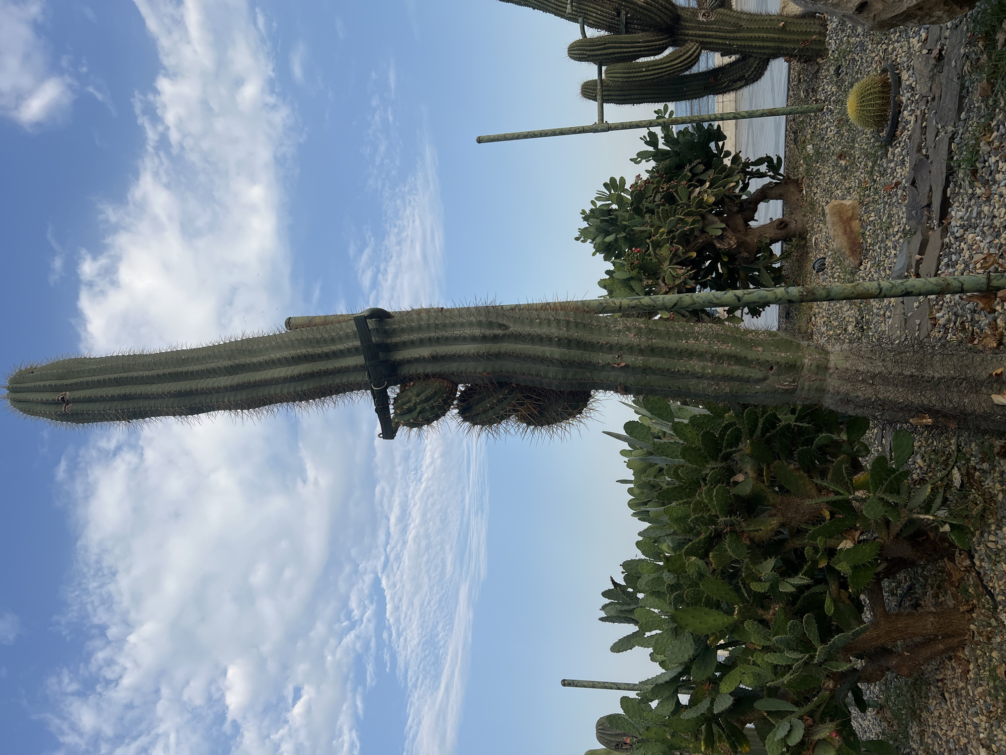 The image depicts a desert garden with various types of cacti under a blue sky with scattered white clouds. In the foreground, a tall, columnar cactus with multiple arms is prominently featured. To its left, a dense cluster of prickly pear cacti is visible, some bearing small red fruits. Behind the prickly pears, a larger, bushy cactus with a gnarled trunk is situated. To the right of the central columnar cactus, two more columnar cacti and a spherical cactus are present. The ground is covered with gravel and interspersed with flat stones, creating a pathway. In the background, a body of water, likely the Caspian Sea, and a promenade are discernible. The scene is likely located in the Baku Boulevard or a similar botanical garden in Baku, Azerbaijan, given the coastal setting and the presence of drought-resistant plants. There are no people in the image.