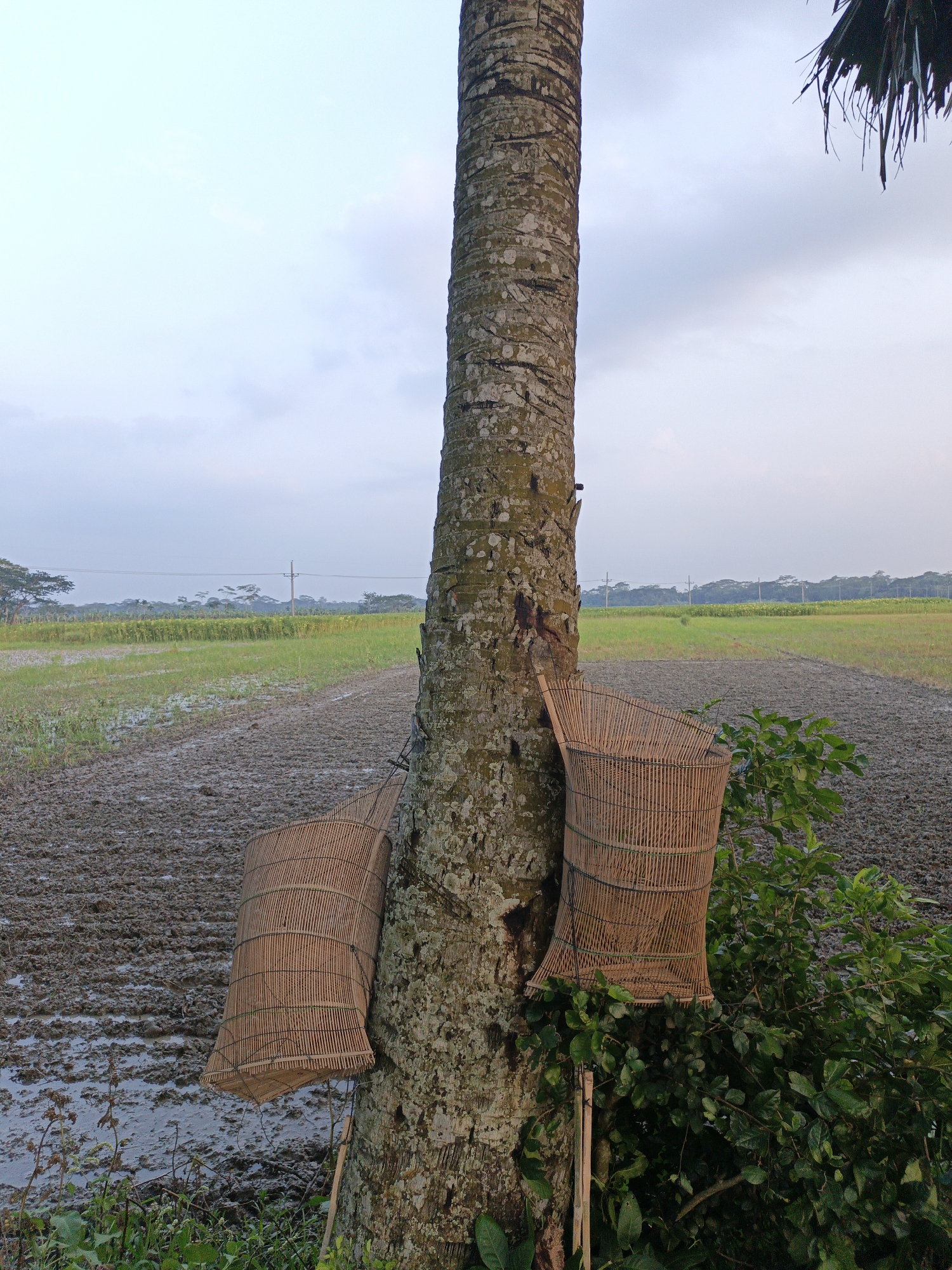 A rural landscape scene unfolds, centered around a tall, robust tree trunk in the foreground, likely a palm tree, characterized by its textured, greyish-brown bark. Two traditional, elongated baskets, possibly fish traps, are either tied to or leaning against the tree. These baskets are meticulously woven from light-brown bamboo or reeds, featuring a cylindrical or slightly conical shape with horizontal slats secured by darker bindings. One basket is positioned lower on the left side of the tree, while the other is on the right, partially integrated with verdant green bushes and foliage at the base of the tree.
Beyond the immediate foreground, agricultural fields stretch into the mid-ground and background. These fields appear waterlogged and muddy in sections, consistent with paddy cultivation, with some areas showing patches of young green crops while others are bare or recently tilled. A narrow, muddy path or demarcation line runs through the fields. In the far distance, a utility pole with overhead lines is visible, set against a backdrop of a dense treeline that marks the horizon. The sky is soft and diffused, a light blue-grey with subtle cloud formations, suggesting either early morning or late afternoon light. The scene is devoid of people or visible text, conveying a tranquil and unadulterated glimpse into a farming environment.
