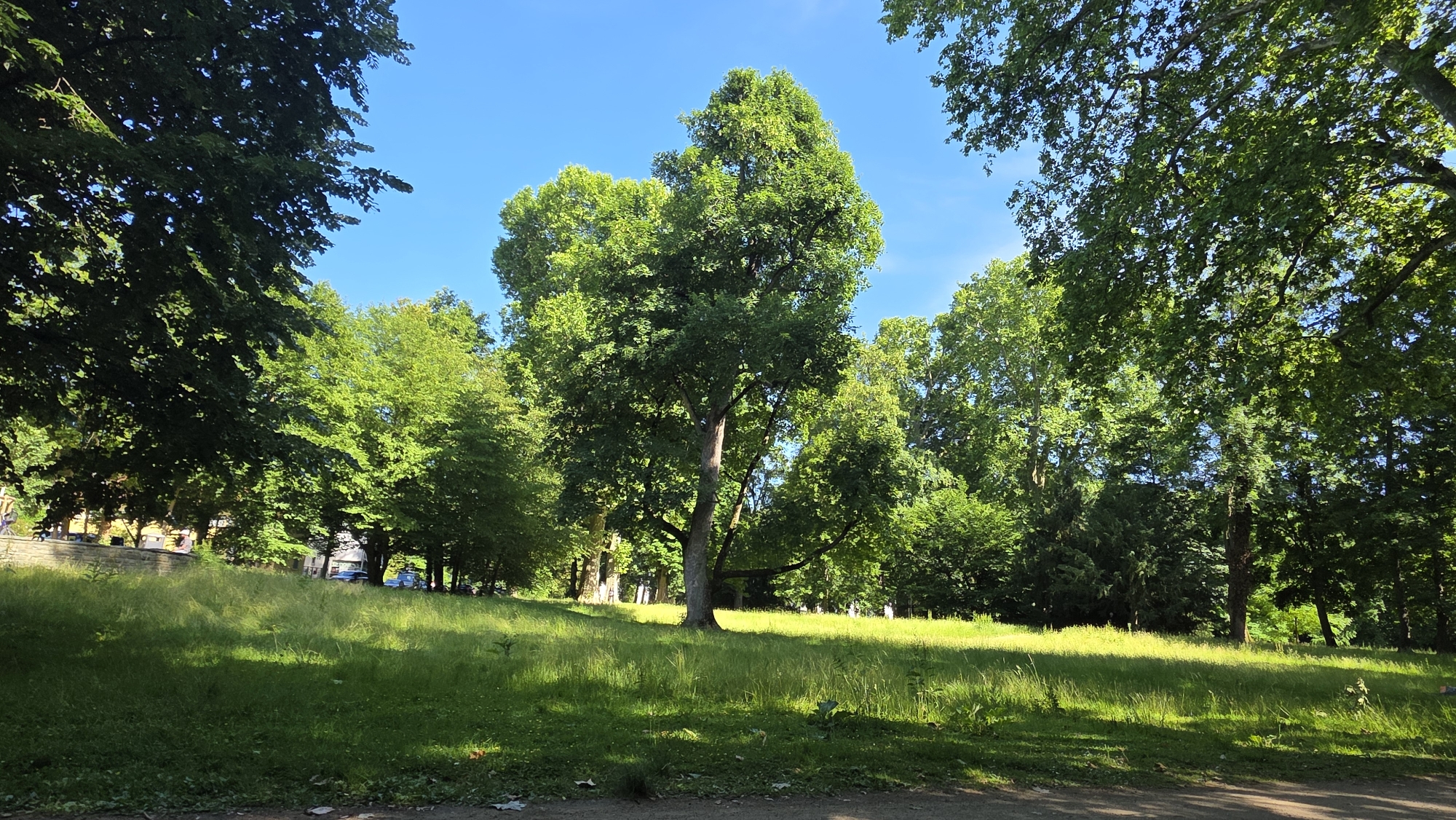 The image displays a sunlit park or green space located in the city of Unknown, Unknown, under a clear blue sky. A prominent, large deciduous tree with a light-colored trunk and a dense, verdant canopy stands centrally on a gently rising grassy slope. The grass in the foreground is shorter and partially shaded, transitioning to longer, brighter green blades in the direct sunlight towards the midground. The bottom edge features a dark, unpaved surface, possibly a dirt path, with scattered organic debris.
To the left, a dense mass of dark green foliage from an overhanging tree occupies the upper corner, while further back, lighter green deciduous trees line a stone retaining wall. Beyond this wall and trees, partially obscured, are light-colored buildings with visible windows, indicative of an urban setting. To the right, a thick cluster of various deciduous trees forms a backdrop, with some foliage brightly illuminated by the sun and others in shadow. Faintly visible behind these trees, particularly towards the right side of the mid-background, are parked vehicles, suggesting a road or parking area. No individuals or animals are discernible within the frame. The scene is bathed in bright daylight, casting distinct shadows from the trees onto the grassy areas.
