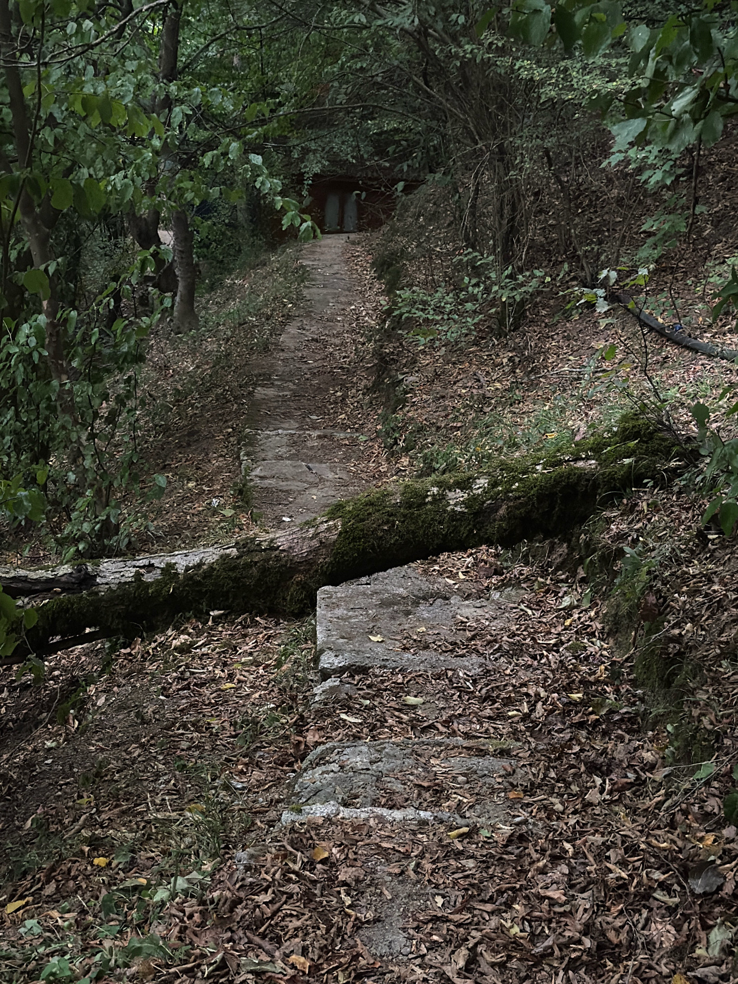 The image depicts a stone path winding through a wooded area, leading to a dark opening with double doors in the distance. The path is partially covered in fallen leaves, and a moss-covered log lies across the path in the foreground. Lush green foliage frames the path on either side, suggesting a natural, possibly overgrown environment. The overall mood is somewhat mysterious and secluded. The location is identified as being in the city of Masalli, Azerbaijan. There are no people or animals visible in the image.