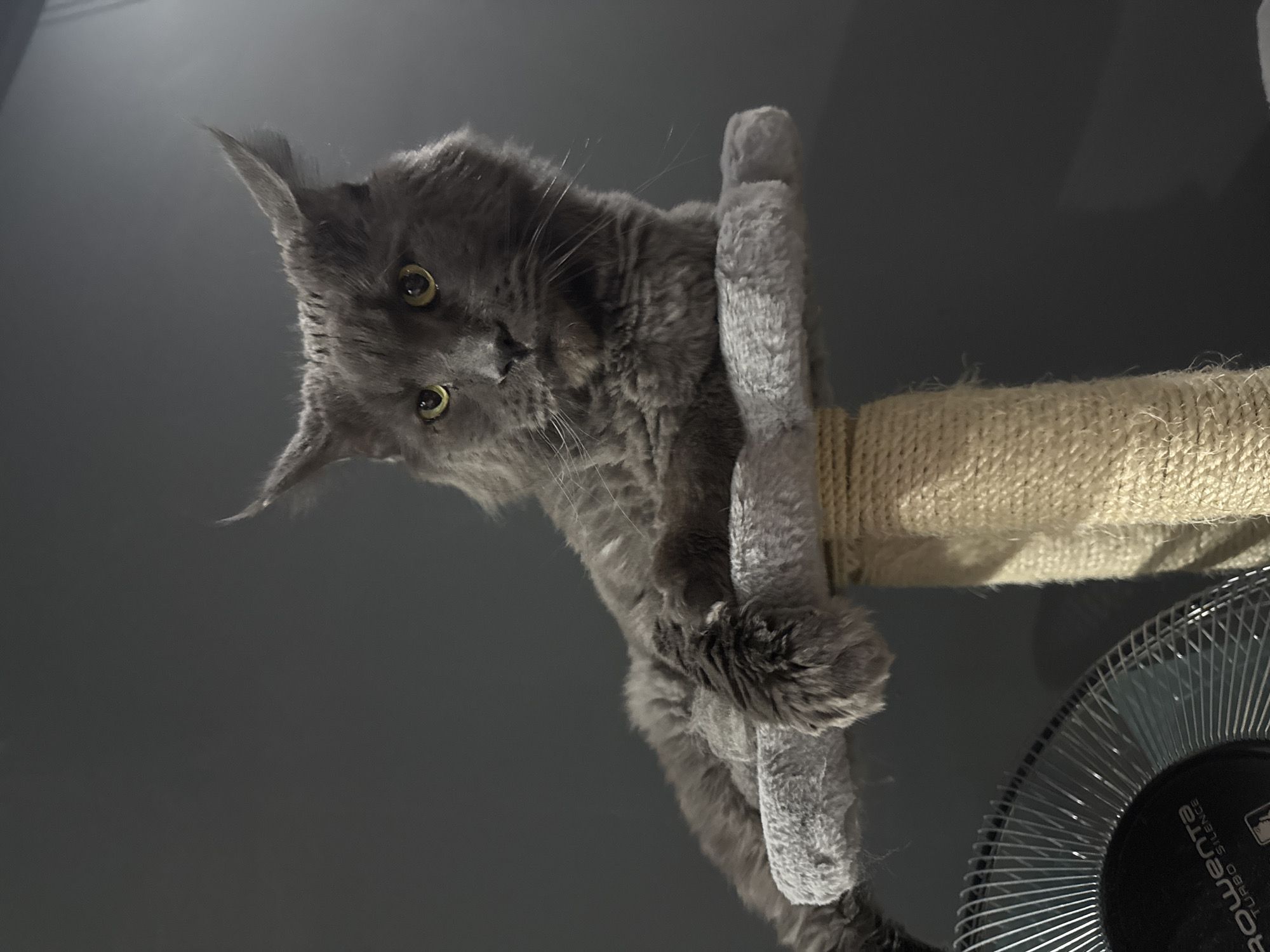 A gray Maine Coon cat with yellow eyes is lying on a cat tree. The cat tree has a gray plush platform and a sisal rope-wrapped post. To the left of the cat tree, a black and silver Rowenta fan is visible. The background is a solid, dark gray wall. The image appears to have been taken indoors in Gölbaşı, Turkey.