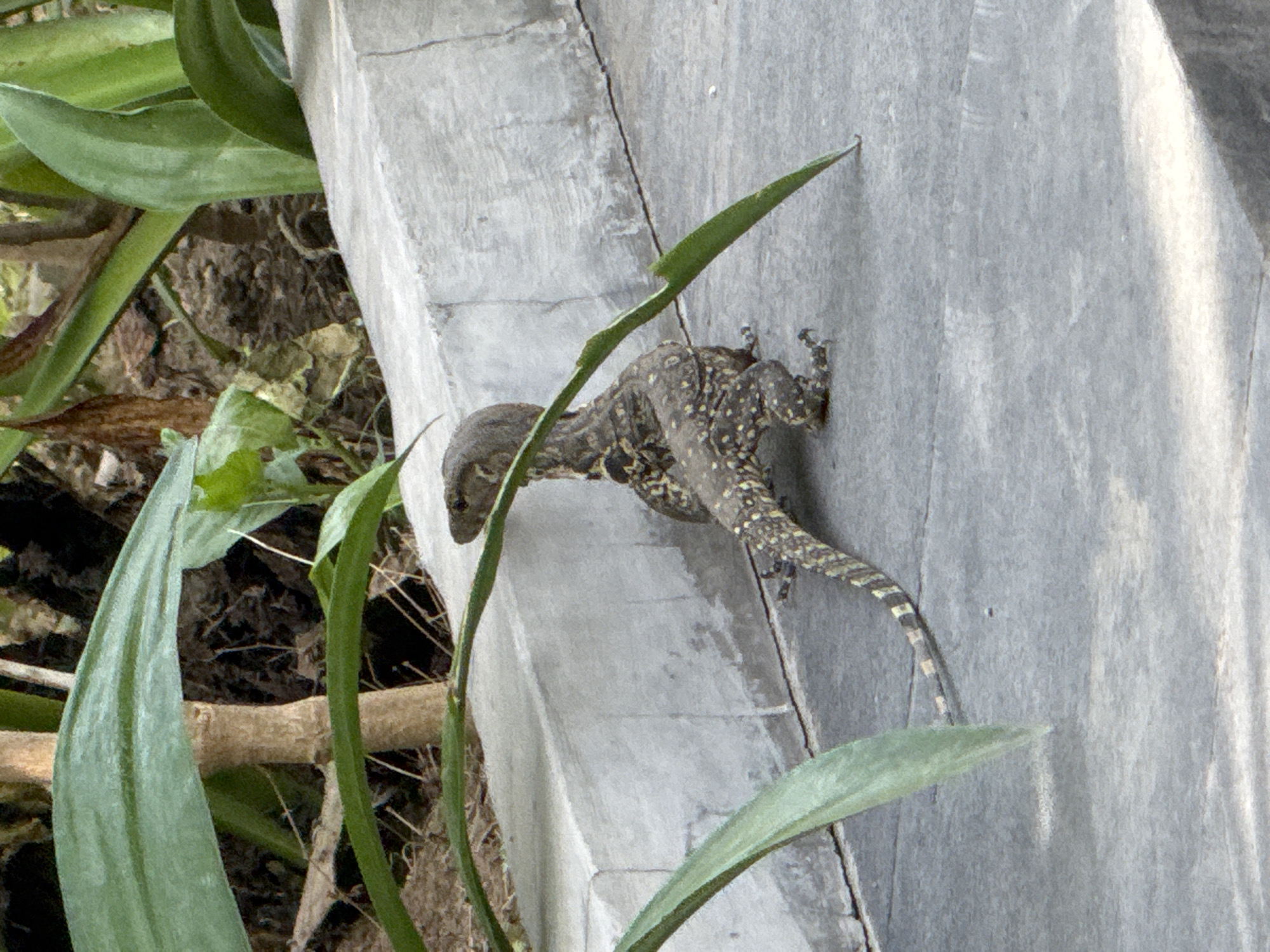 A juvenile Asian Water Monitor lizard, approximately 30 centimeters in length, is seen from a rear-side view on a concrete path. The lizard has a patterned, scaled body with a long tail and its head is turned to the left, looking upwards. It is positioned on a gray, textured concrete surface adjacent to a lower concrete wall. In the background, behind the wall, is dark soil with dry leaves and some green foliage. Lush green leaves from a plant are also present in the foreground, partially obscuring the view of the lizard and the environment. The scene is outdoors, likely in a garden or park setting within Denpasar, Indonesia.