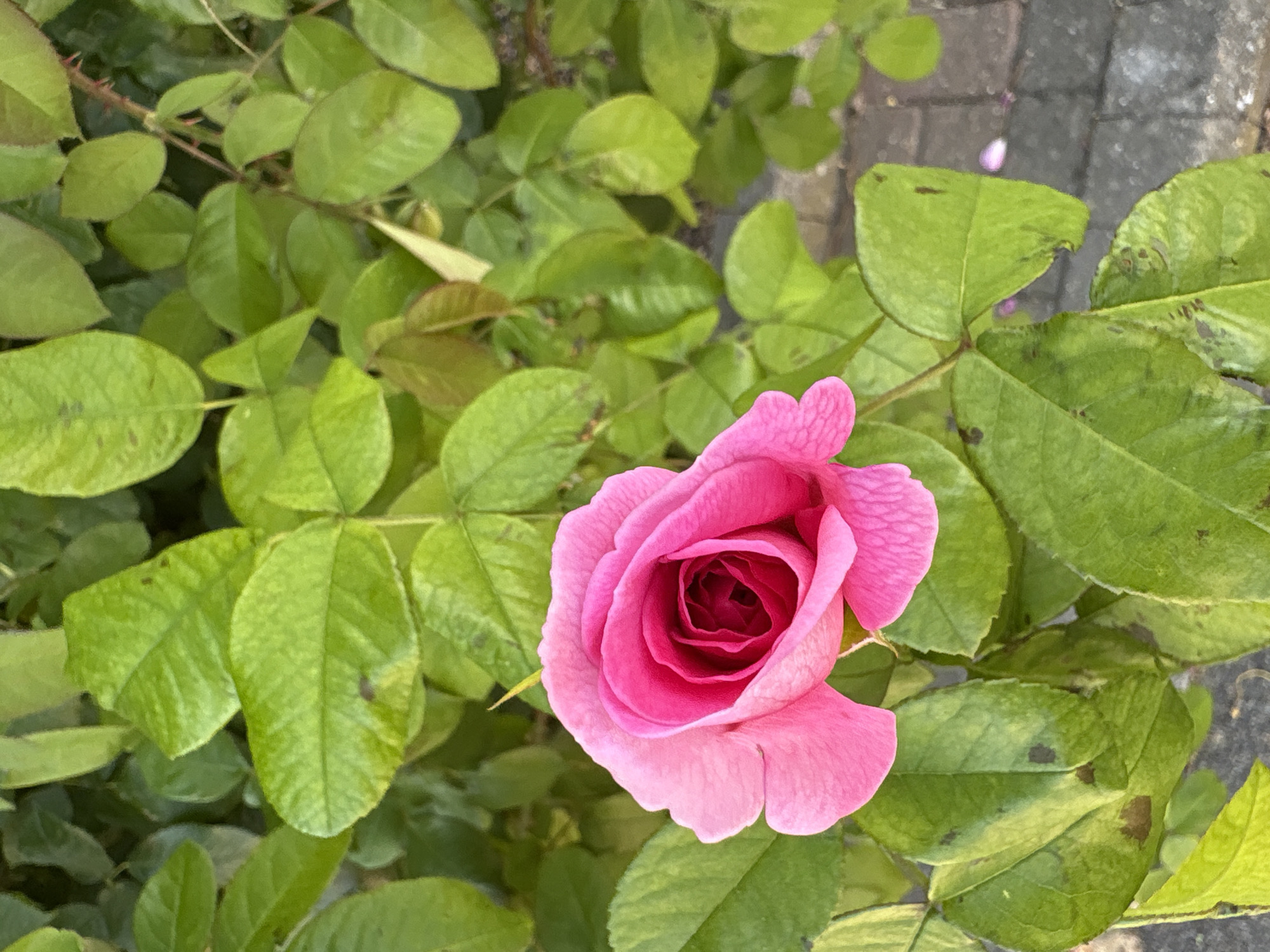 A close-up, eye-level shot captures a single, vibrant pink rose in full bloom, its petals unfurling to reveal a darker pink center. The rose is positioned in the lower left quadrant of the frame, surrounded by lush, green foliage. The leaves are a rich, varied green, with some exhibiting slight brown spots or imperfections. In the background, out of focus, is a paved pathway with dark gray stones, hinting at an outdoor setting, possibly a garden or park. The lighting suggests it is daytime, with a soft, diffused light illuminating the scene. There are no people or animals visible in the image. The overall impression is one of natural beauty and tranquility. The image does not provide any specific visual cues to determine its exact location within Chelmsford, United Kingdom.