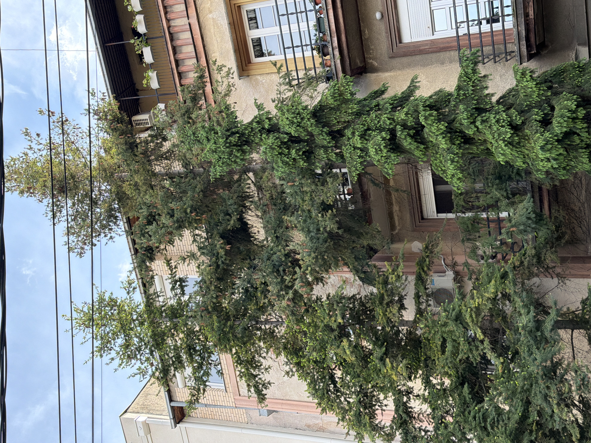 An eye-level shot of a beige multi-story building with multiple windows and a wrought iron balcony in Belgrade, Serbia. Two trees with coniferous green foliage cover the facade of the building. Powerlines run along the left side of the frame, positioned against a partly cloudy, light-blue sky. The building shows signs of wear and tear. Hanging planters are visible on one of the balconies. An air conditioning unit is mounted on the building's exterior.