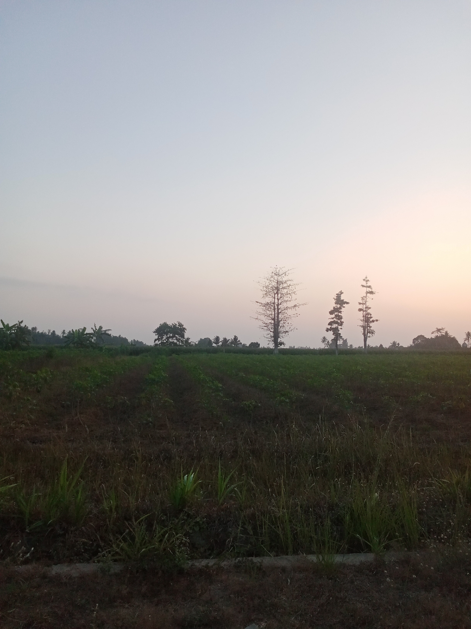A rural landscape in Sri Sawahan, Indonesia, is depicted at dawn or dusk. The foreground features dark soil with patches of green vegetation and dry grass. Beyond this, a cultivated field of young green plants stretches across the scene, with rows clearly visible. In the middle ground, a line of trees forms a distant horizon, punctuated by several distinct trees, including one bare, skeletal tree and two others with denser foliage. The sky is a gradient of pale blue and soft orange, indicating low light conditions. The overall impression is one of tranquility and natural beauty.