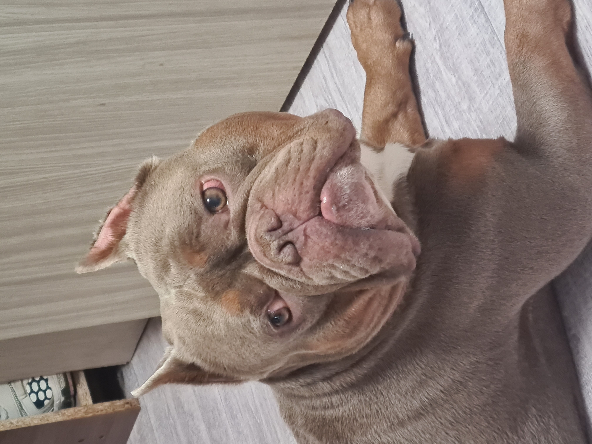 A fawn-colored bulldog with a white chest patch lies on a light gray wooden floor. The dog's head is turned to the left, with its right eye partially closed and appearing red. Its ears are pointed upwards. In the background, to the left, is a shelf with a white and black shoe. To the right, there is a light-colored wooden cabinet or wall with vertical lines. The dog is facing the camera, with its body mostly out of frame.