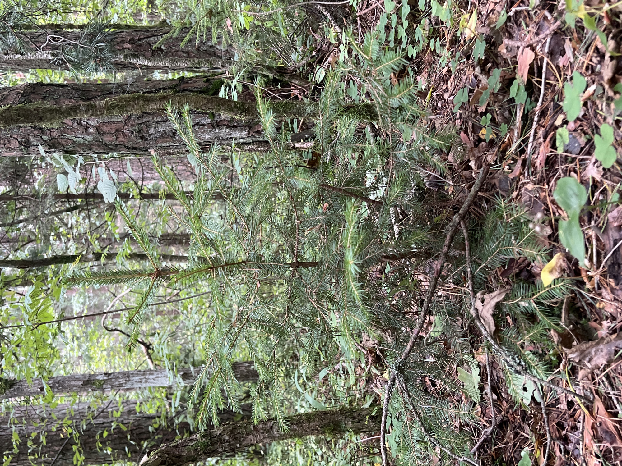 The image depicts a dense forest floor in Vilnius, Lithuania, characterized by rich, organic soil covered with a thick layer of fallen leaves, pine needles, and small green plants. Prominently featured is a young evergreen sapling, its branches adorned with green needles, occupying the central foreground. Several mature trees, with rough, textured bark, stand in the background, interspersed with foliage and dappled sunlight. The environment is natural and undisturbed, suggesting a typical forest setting within the city's green spaces. No people or animals are visible in the scene.