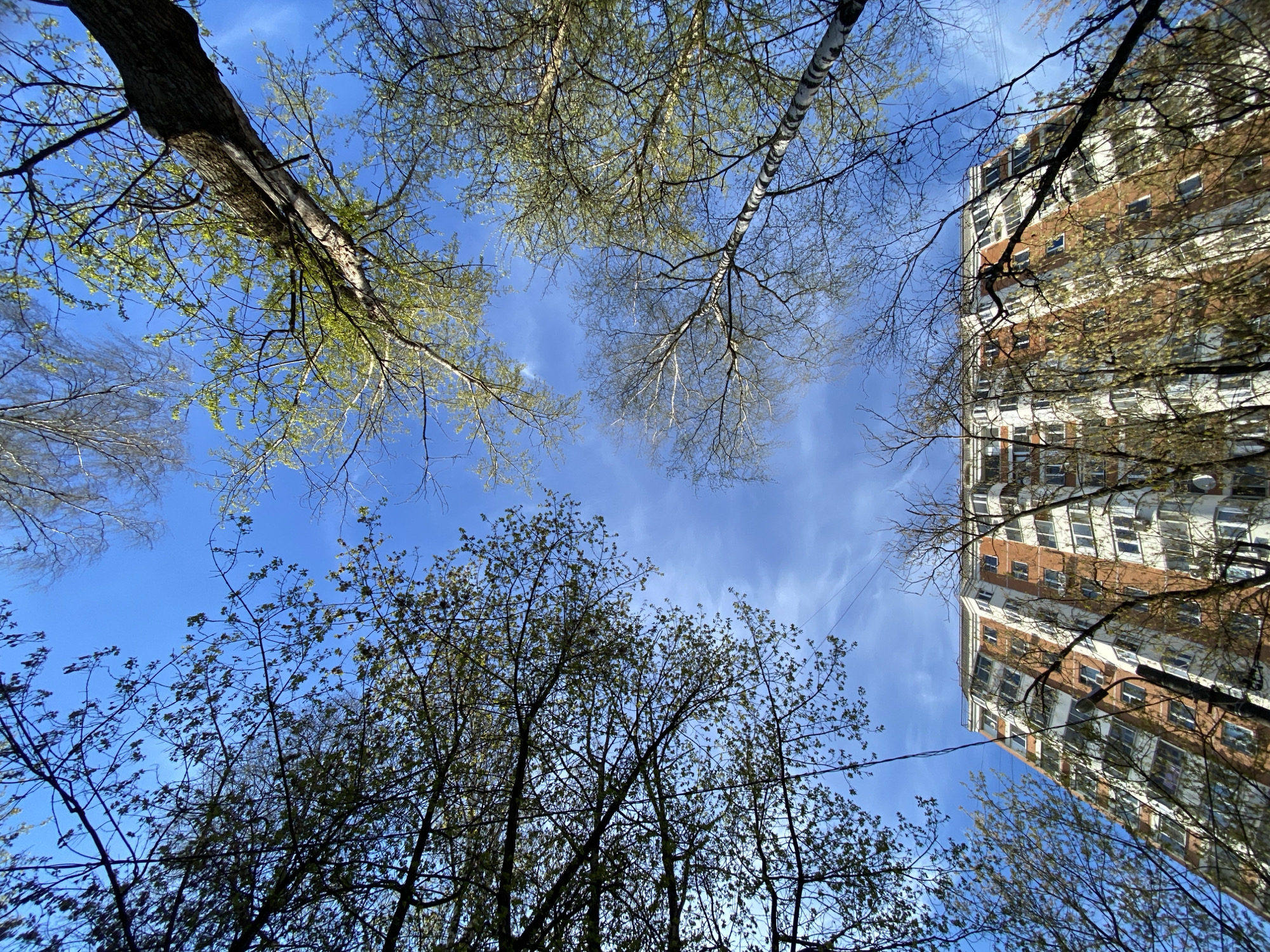 The image presents a worm's-eye view looking directly up at a clear blue sky, framed by the branches of several trees and a tall urban building. The sky is a vibrant blue with a few wispy, streaky white clouds.
Various deciduous trees encircle the view, showing signs of early spring. In the upper left, a substantial tree trunk with rough bark is visible, its branches covered in fresh, light green leaves that have recently unfurled. Towards the top center-right, a distinctive birch tree stands out with its characteristic white bark and dark horizontal markings, its delicate branches mostly bare. The lower portion of the image features a denser canopy of trees, many displaying small, budding green leaves, signifying the arrival of spring. Some branches, especially those framing the building on the right, still appear largely bare.
On the right side of the frame, a multi-story building, likely a residential apartment block, dominates the cityscape element. It features a facade of alternating warm brown or reddish-brown sections with numerous windows and contrasting white panels or architectural elements. Sunlight reflects off several windows. A thin, dark utility wire or cable is visible crossing the sky in the lower right quadrant, near the building.
The scene depicts a bright, sunny day, likely in the spring, given the budding leaves. It captures a moment of tranquil coexistence between nature and urban architecture in an everyday setting, typical of a city like Moscow, Russia. There are no people, explicit activities, or visible text in the image.
