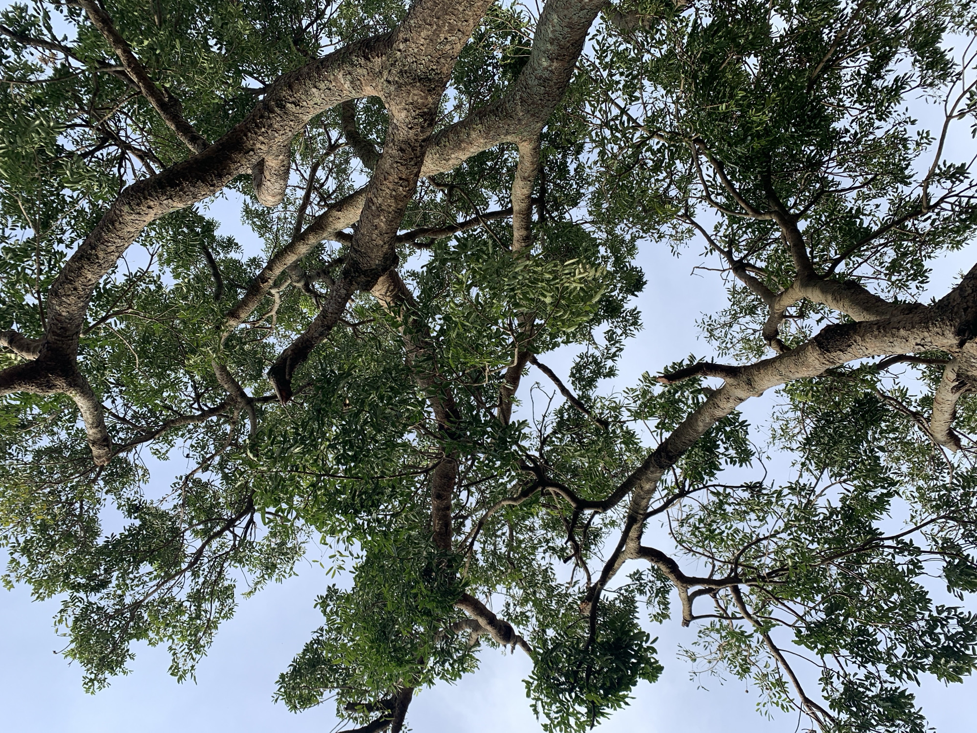 An upward-angle shot shows the gnarled branches of a large tree against a pale blue sky. The tree's trunk is thick and rough-textured, with patches of lichen. The branches spread out in a complex network, covered in dense green foliage. The image was captured in Rafin Par, Nigeria.