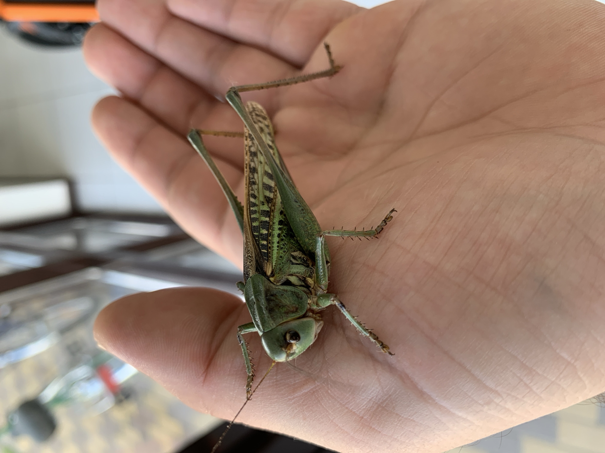 A green grasshopper is held on an open palm. The grasshopper is oriented lengthwise across the palm, with its head facing left and its body extending towards the right. Its legs are visible, with the hind legs appearing particularly long and muscular. The grasshopper has prominent antennae and large compound eyes. The background is blurred, but appears to be an outdoor setting with some metallic structures and possibly a bicycle. The scene takes place in Kropotkin, Russia.