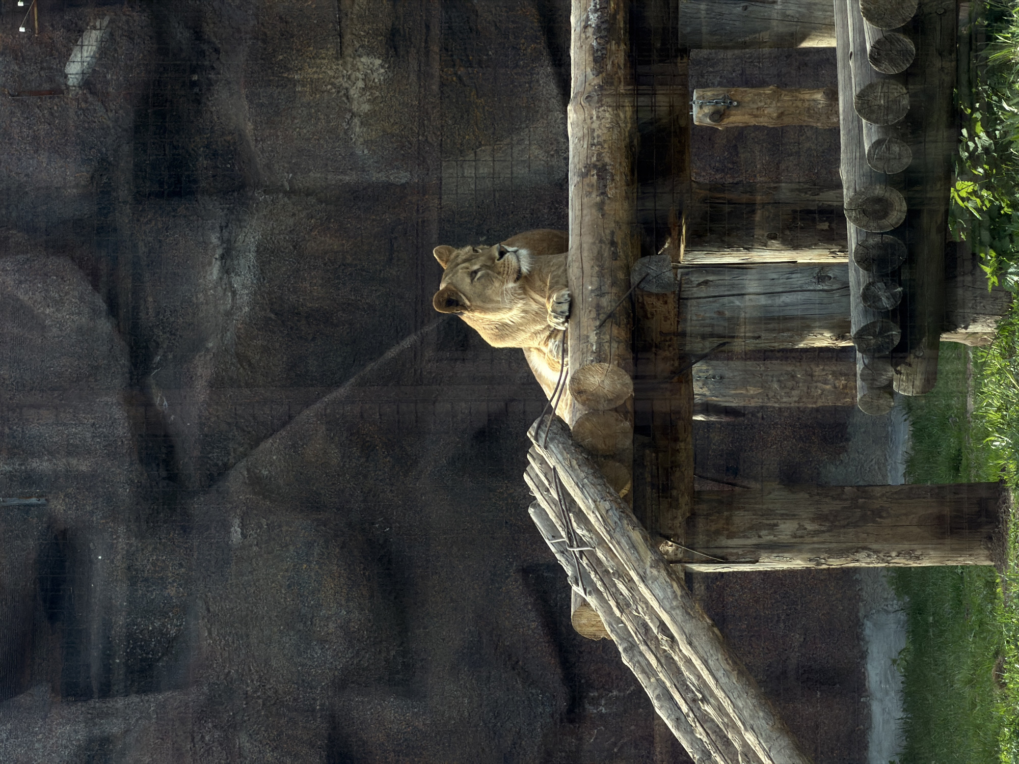 A medium shot shows a lion lying atop a wooden structure within an enclosure. The enclosure wall, built with simulated rock features, is visible behind the lion. The structure, consisting of wooden logs and planks, appears to be a climbing structure for the animal. Green grass and foliage are on the right. The scene appears to be taken through a glass or plexiglass barrier, giving a slightly blurred effect. There is no visible evidence to confirm that the photo was taken in Izhevsk, Russia.