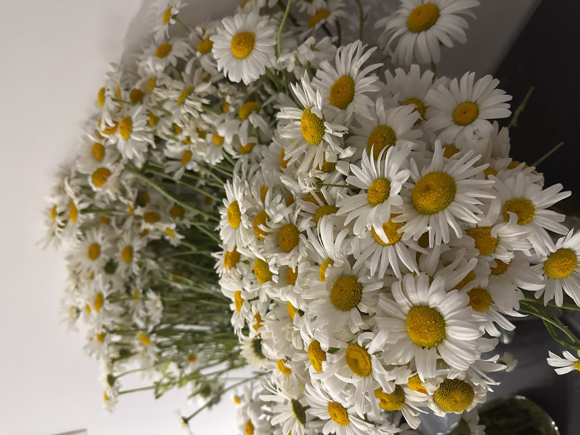 The image displays a dense arrangement of numerous white and yellow daisy-like flowers. Each flower features multiple white ray petals surrounding a prominent, textured yellow central disc. The flowers are tightly clustered, with some appearing in sharp focus in the foreground and mid-ground, while others recede into a softer focus in the background. Green stems are visible beneath the flower heads. The upper background consists of a plain, light-colored (white or off-white) wall, showing subtle shadows cast by the flowers. The lower background, particularly on the left and right sides of the frame, reveals a dark, flat, non-reflective surface, consistent with a table or countertop. A dark, partially visible object, suggestive of a vase holding the flowers, is present on the lower left. The scene is illuminated by soft, diffused lighting, creating gentle tonal variations. The location is an indoor setting in the city of Unknown, Unknown.
