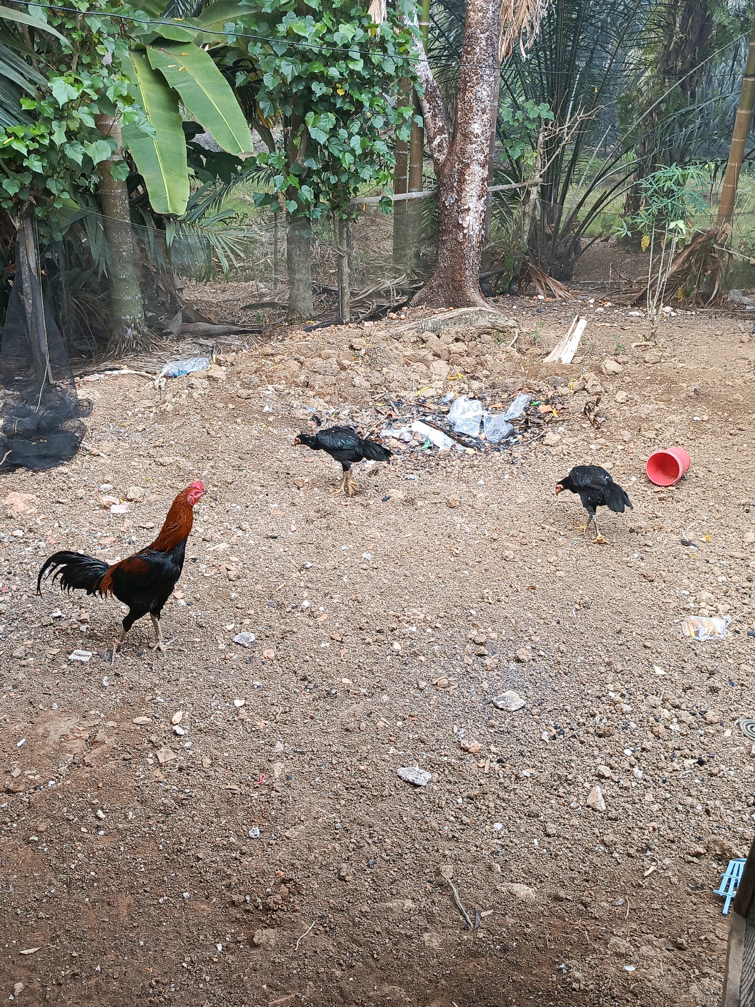 A rooster with red and black plumage stands on a gravelly ground in the foreground, facing left. Behind it, two black chickens are visible, one pecking at the ground and another standing further back. The environment is rural, with lush green foliage and trees in the background, suggesting a location in Megang Sakti I, Indonesia. Scattered debris, including plastic bags and a red bucket, litters the ground, indicating a somewhat unkempt area. A dark mesh fence can be seen on the left side of the image, and part of a blue plastic chair is visible on the far right.