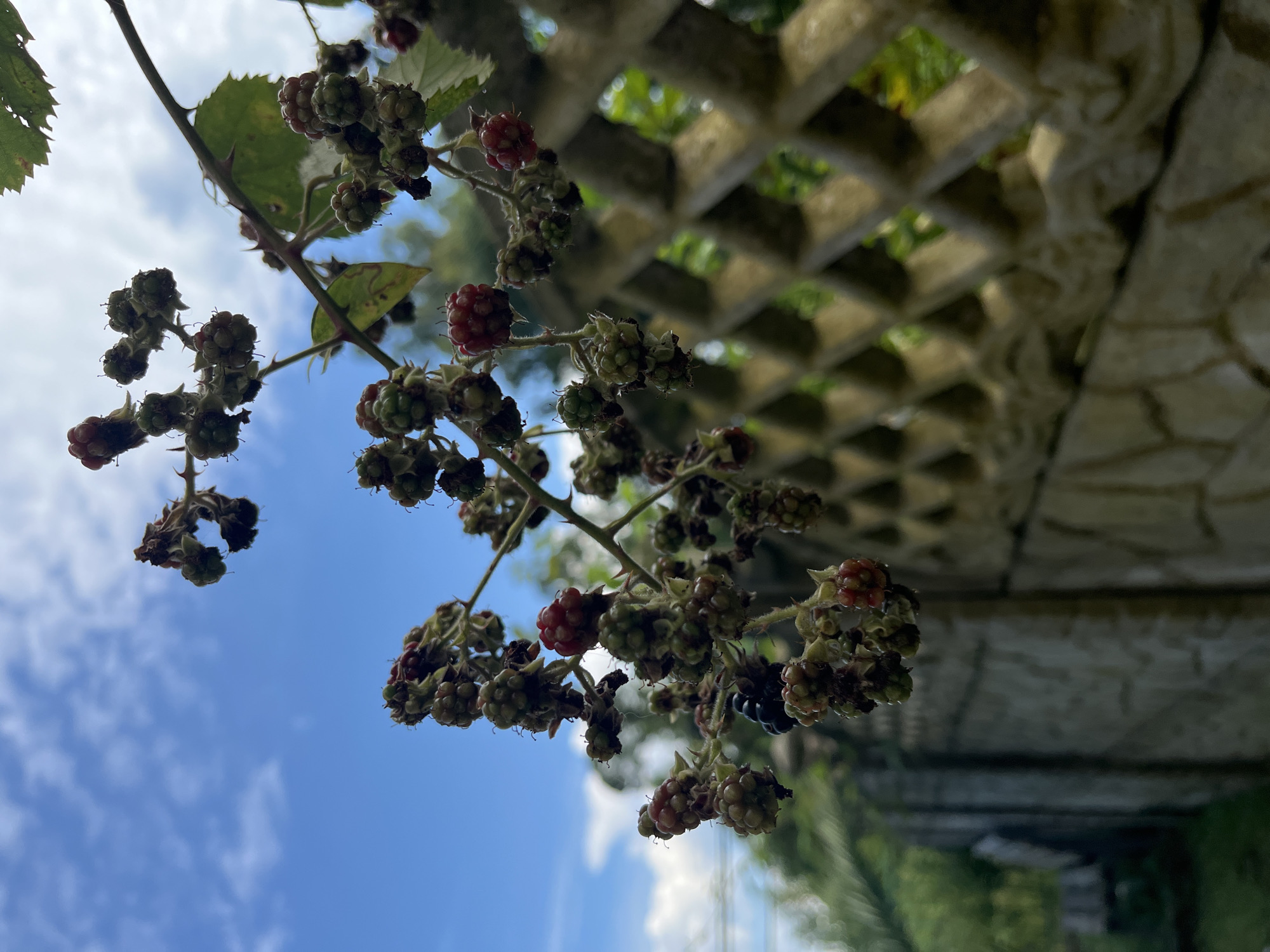 A close-up, low-angle shot captures a bramble bush laden with unripe and ripe blackberries. The berries, in various stages of development, are clustered on thorny branches that extend towards a bright blue sky dotted with white clouds. In the foreground, a textured, stone garden fence runs horizontally, with a decorative, diamond-patterned lattice structure above it. The background is softly blurred, showing hints of green foliage and what appears to be another, more solid stone wall. The scene suggests an outdoor setting, possibly a garden or yard in Ureki, Georgia, on a clear day. No people are visible in the image.