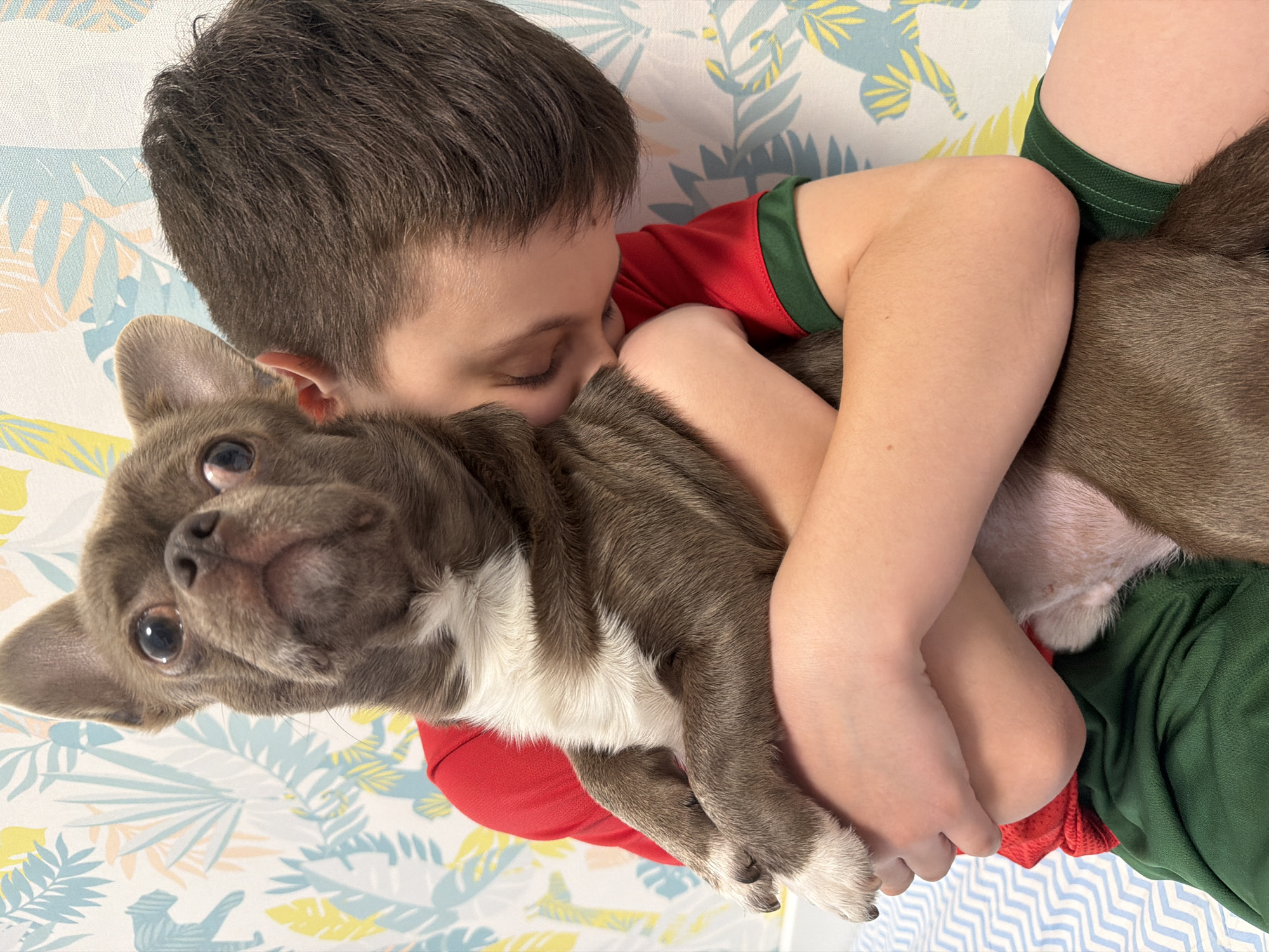 A close-up shot captures a young child intimately hugging a small dog. The child, with dark brown hair and fair skin, is dressed in a red short-sleeved shirt with green trim on the sleeves and green shorts. Their eyes are closed, and their face is gently pressed against the dog's fur, conveying deep affection, comfort, or a moment of quiet rest.
The dog, a small breed with grayish-brown fur and distinctive white markings on its chest, chin, and paws, has large, dark, expressive eyes and pointy ears. It looks directly at the camera with an alert and curious expression.
The background consists of a light-colored fabric or wallpaper adorned with a soft, botanical pattern featuring stylized leaves in light blue, yellow, and beige tones, suggesting an indoor setting like a bed or sofa. The overall scene conveys a strong sense of companionship and tenderness between the child and their pet. No specific time of day or weather is discernible, and no location cues or text are visible within the image.