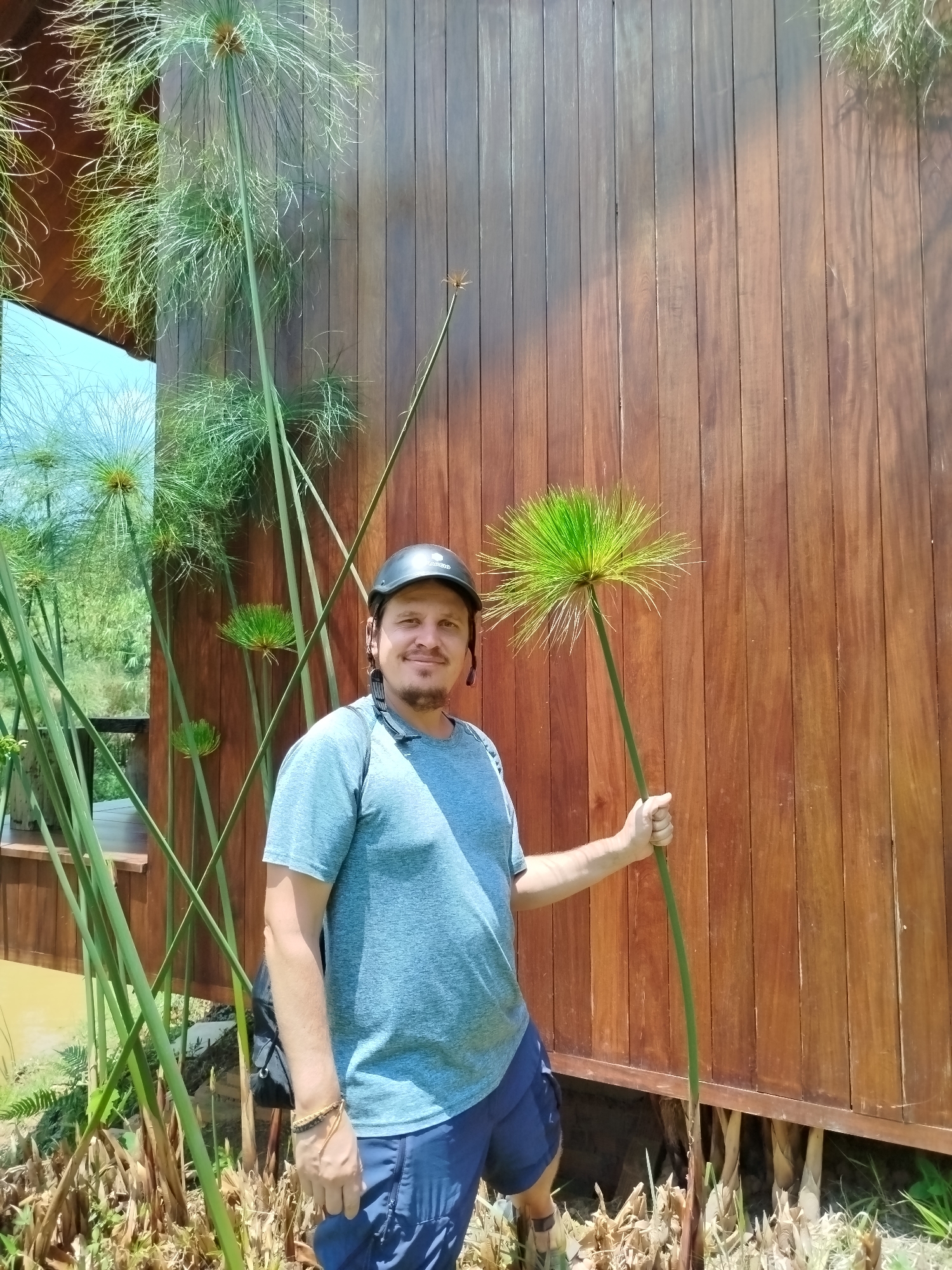 A man stands outdoors, smiling warmly, holding a tall, slender papyrus stalk with his right hand. He wears a black cycling helmet, which has "SCOTT" visible on the side, a light blue short-sleeved t-shirt, and dark blue shorts. A dark bag or backpack is visible on his left side, and he has a braided bracelet on his right wrist.
Behind the man is a building constructed with vertical reddish-brown wooden planks. To the left, a reflective surface on the building, possibly a window or a panel, reflects the bright blue sky and lush green vegetation. Numerous other papyrus plants, varying in height with their distinctive umbrella-like green heads, surround the man and the building, creating a dense, natural backdrop. The ground around the base of the plants and the building's elevated foundation is covered with dried plant matter and some green foliage.
The scene is brightly lit by strong, direct sunlight, suggesting a clear, sunny day, likely midday or early afternoon, with shadows visible on the wooden wall and the plants. The overall atmosphere is pleasant and relaxed, conveyed by the man's smile. The setting appears to be a natural or cultivated garden area in a tropical environment, consistent with Đa Nghịt 1, Vietnam.