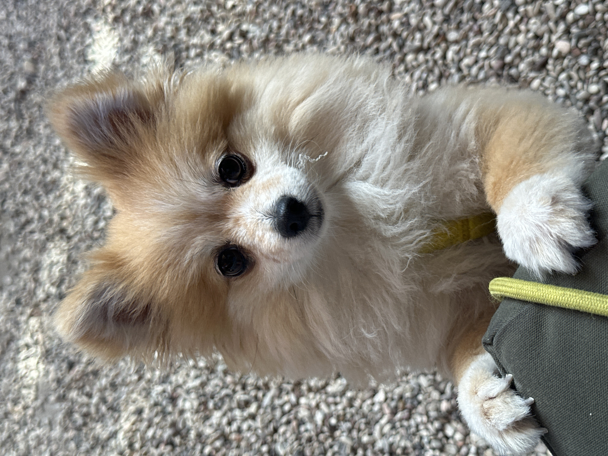 An image shows a Pomeranian dog with light brown and white fur, standing on its hind legs and resting its front paws on a dark green bag. The dog's front paws are white and fluffy, with visible claws. A bright yellow cord runs vertically along the right side of the bag, partially obscured by the dog's fur. The dog is looking directly at the camera with dark eyes and a black nose. Its ears are perked up. The background consists of a textured surface composed of small, light-colored pebbles. The overall scene appears to be outdoors, possibly in a public area given the pebble-covered ground. There is no indication of Kuta Selatan, Indonesia, or any specific urban setting.