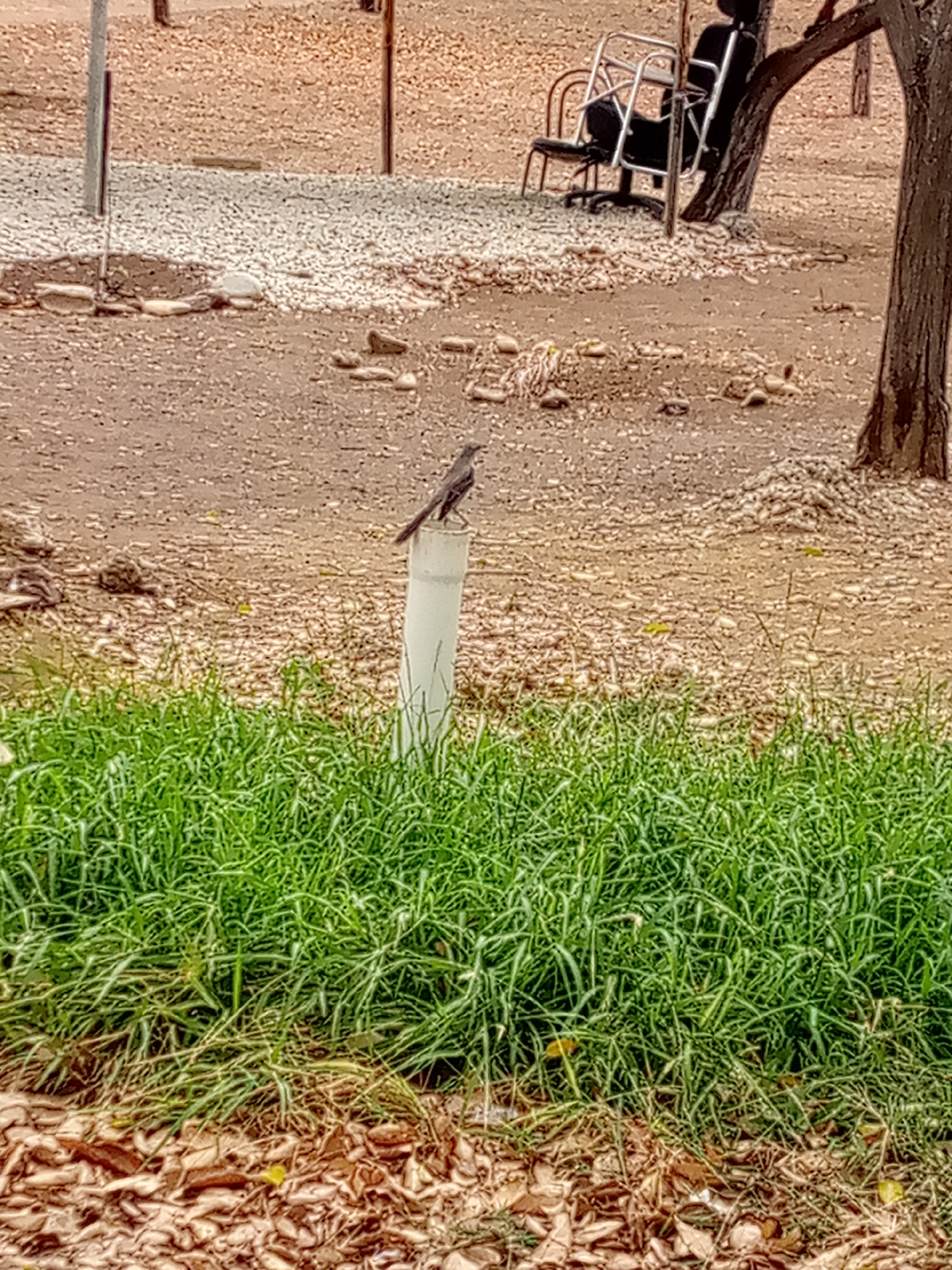 The image depicts a bird perched atop a white PVC pipe protruding from a patch of lush, green grass. The scene is situated in an outdoor setting, with a brownish, gravelly ground visible behind the grass and pipe. A collection of fallen leaves rests at the base of the grass. Further in the background, elements suggesting a park or recreational area can be seen, including a metal structure (possibly playground equipment or seating) and a tree. The location is identified as Las Guevaras, Venezuela. No people are visible.
